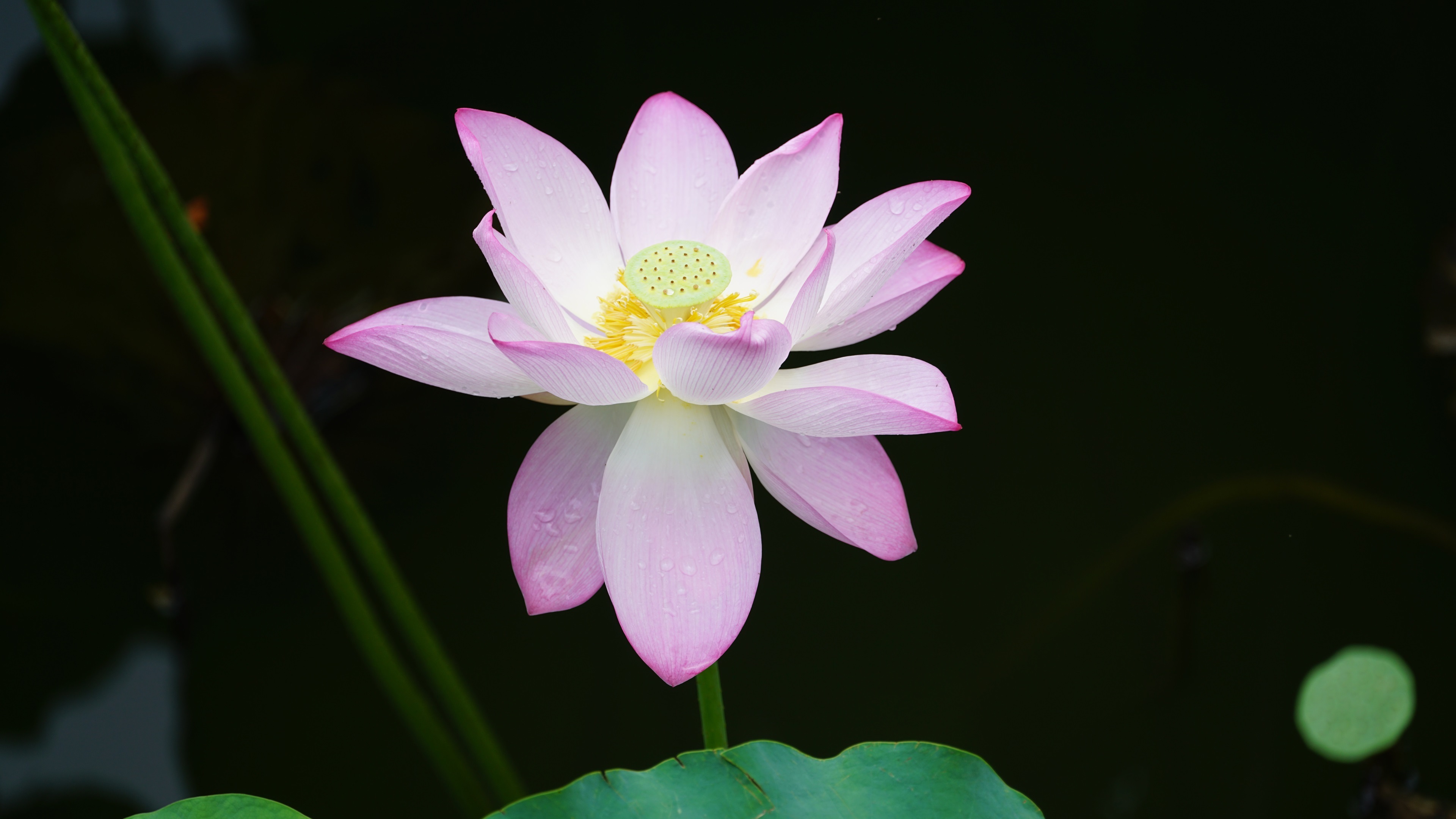 4K 小清新 荷花 植物