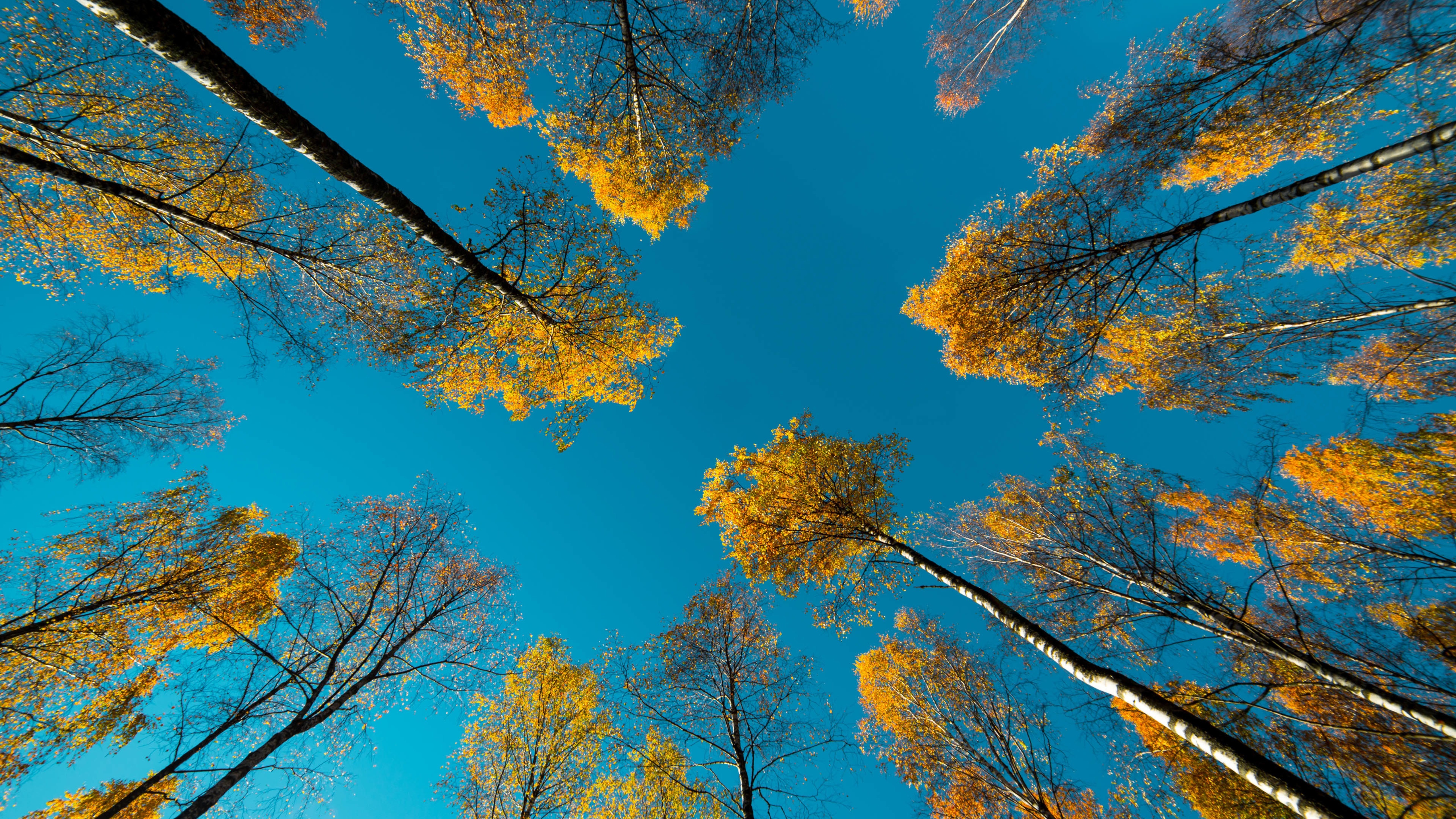 蓝色天空 红色树叶