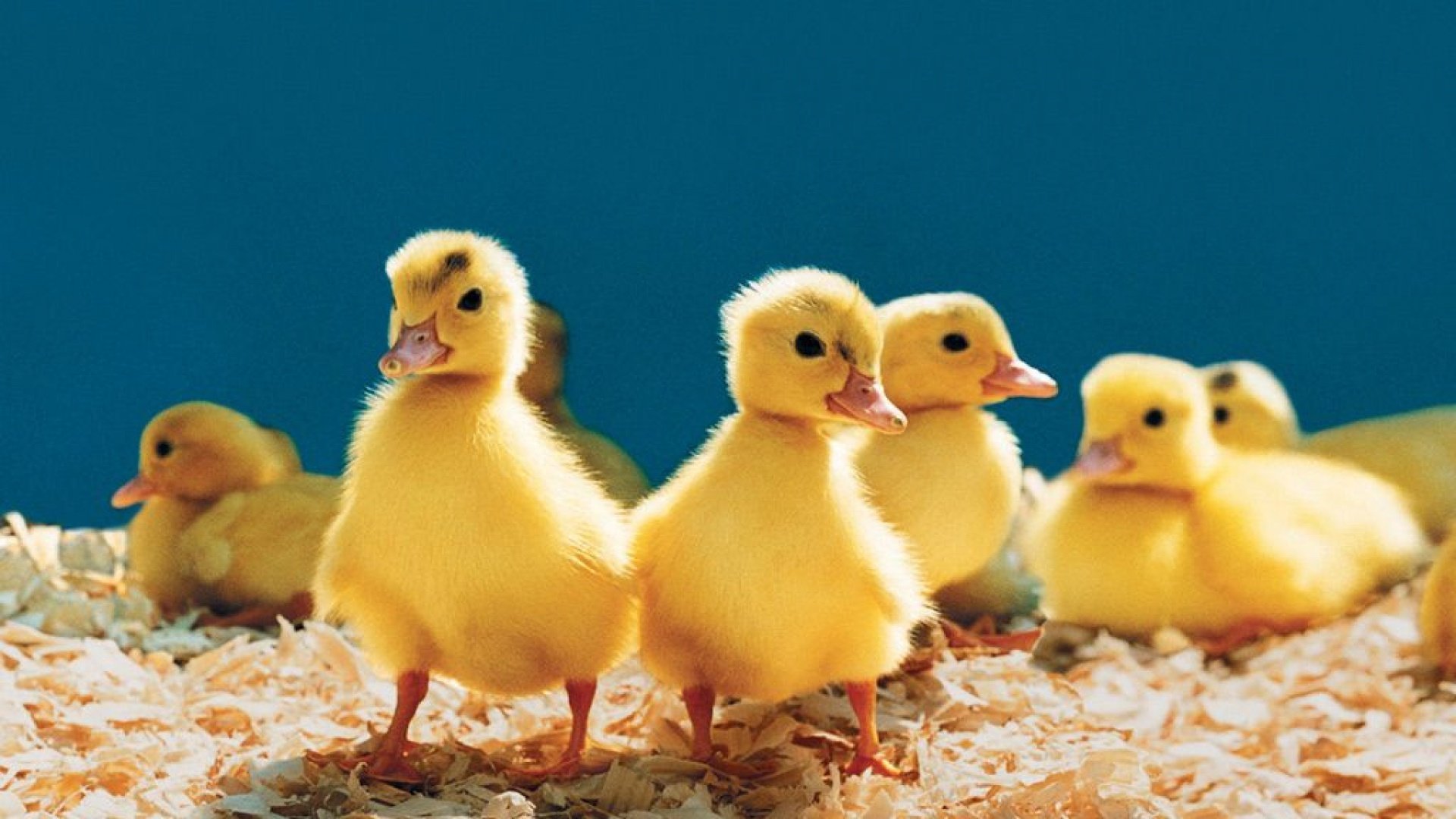 萌宠 小鸭子 呆萌 可爱