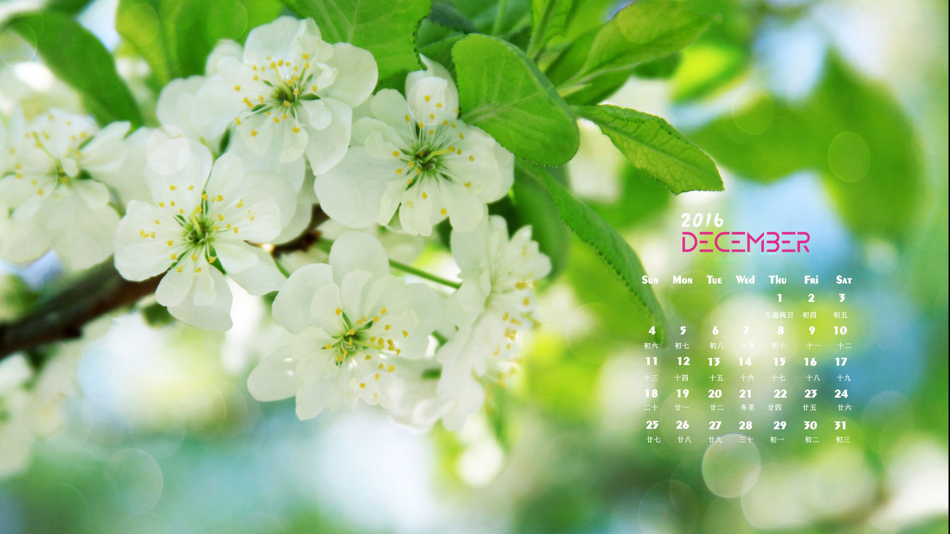 12月 护眼 绿色 花