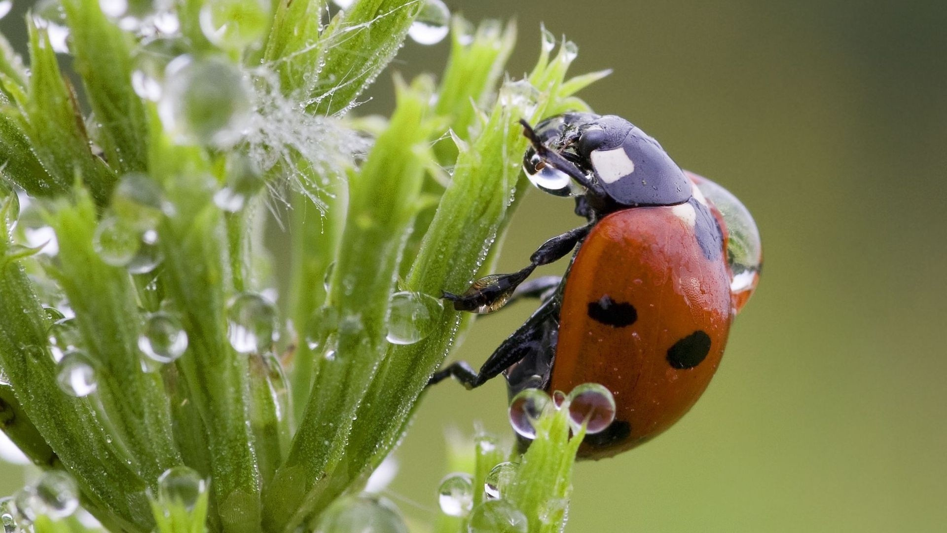 萌宠 七星瓢虫 可爱 宽屏