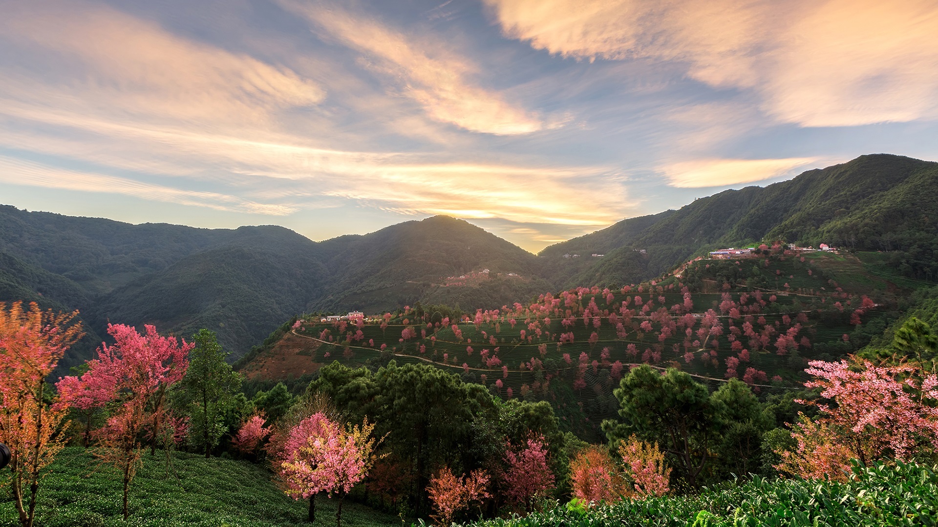 风景 自然风光 无量山樱花谷