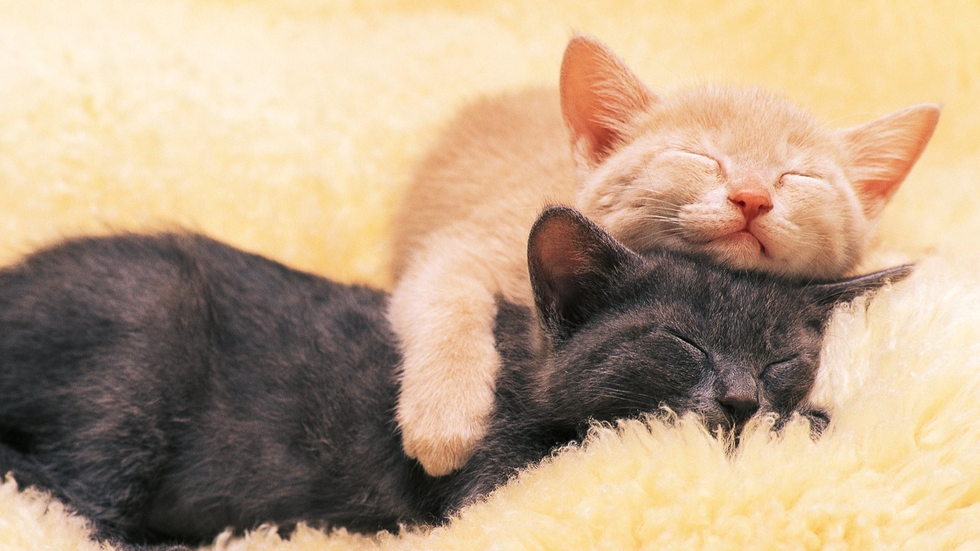 萌宠 喵星人 猫咪 可爱