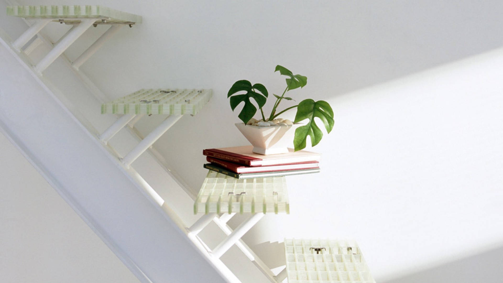 静物写真  简洁  绿色  植物   养眼