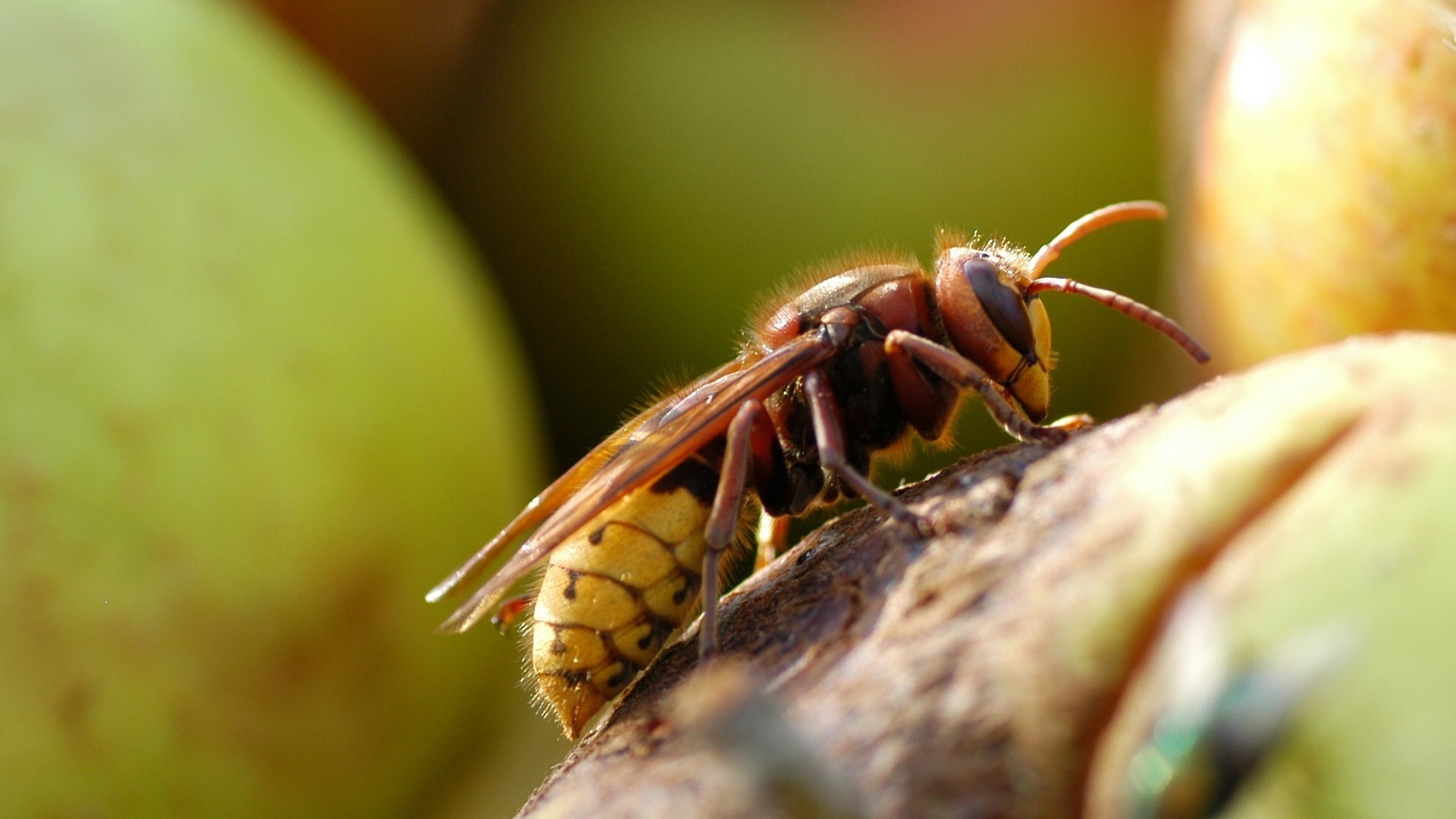 动物 蜜蜂 马蜂