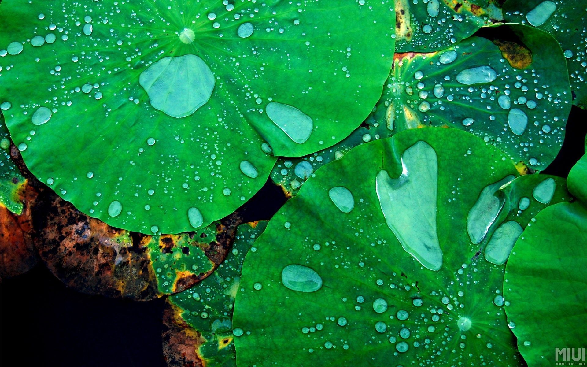 护眼壁纸 荷叶 露水