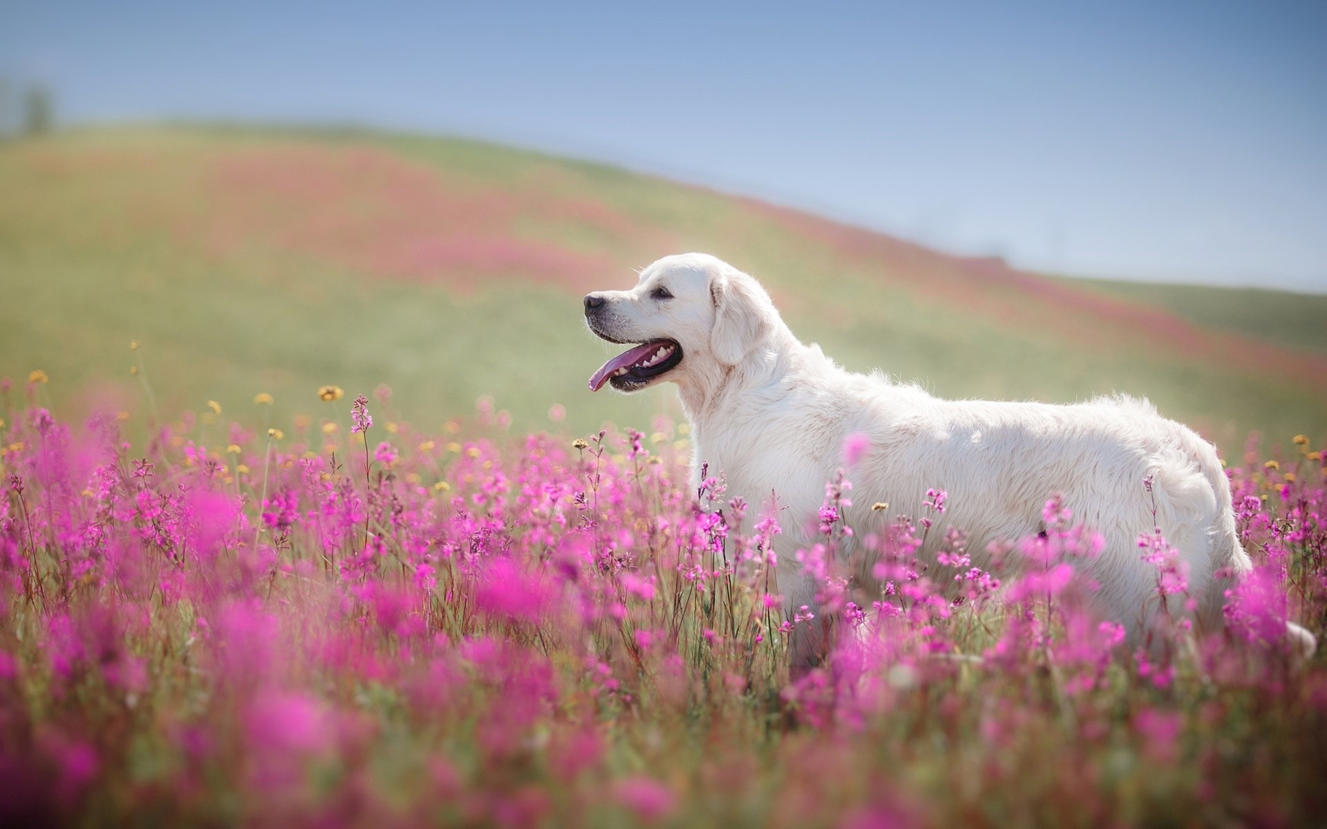 萌宠 动物 狗 汪星人 金毛