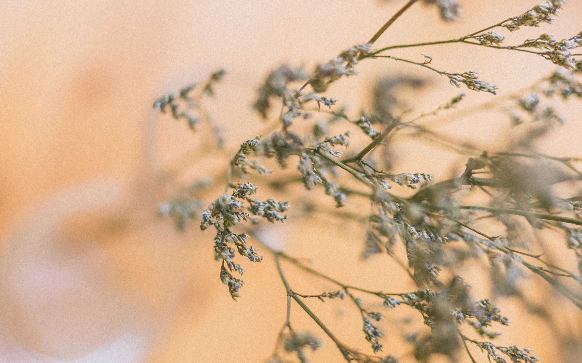 静物写真  干花  唯美  安静