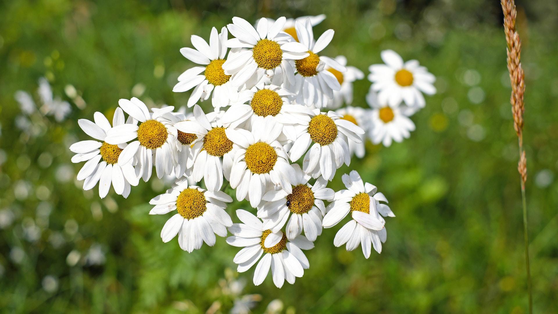 小清新 清新淡雅 雏菊