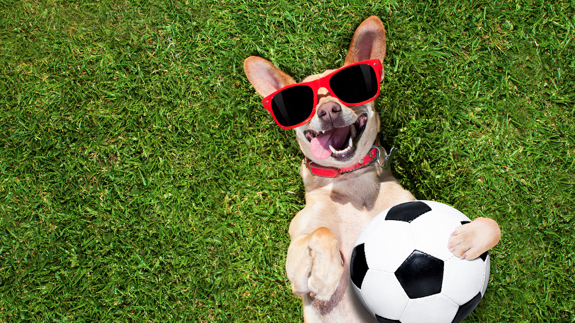 萌宠动物 汪星人