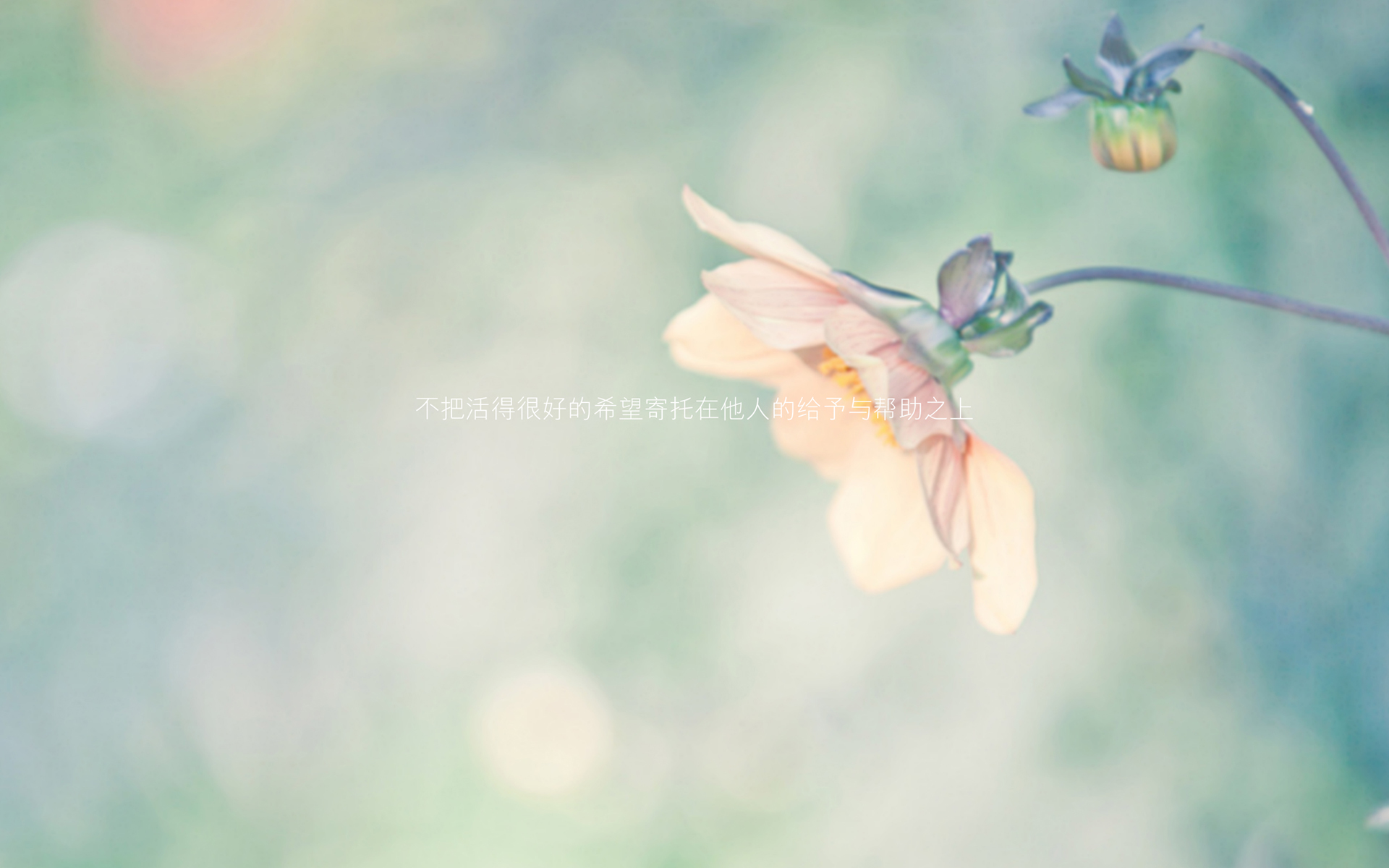 花卉 文字 励志