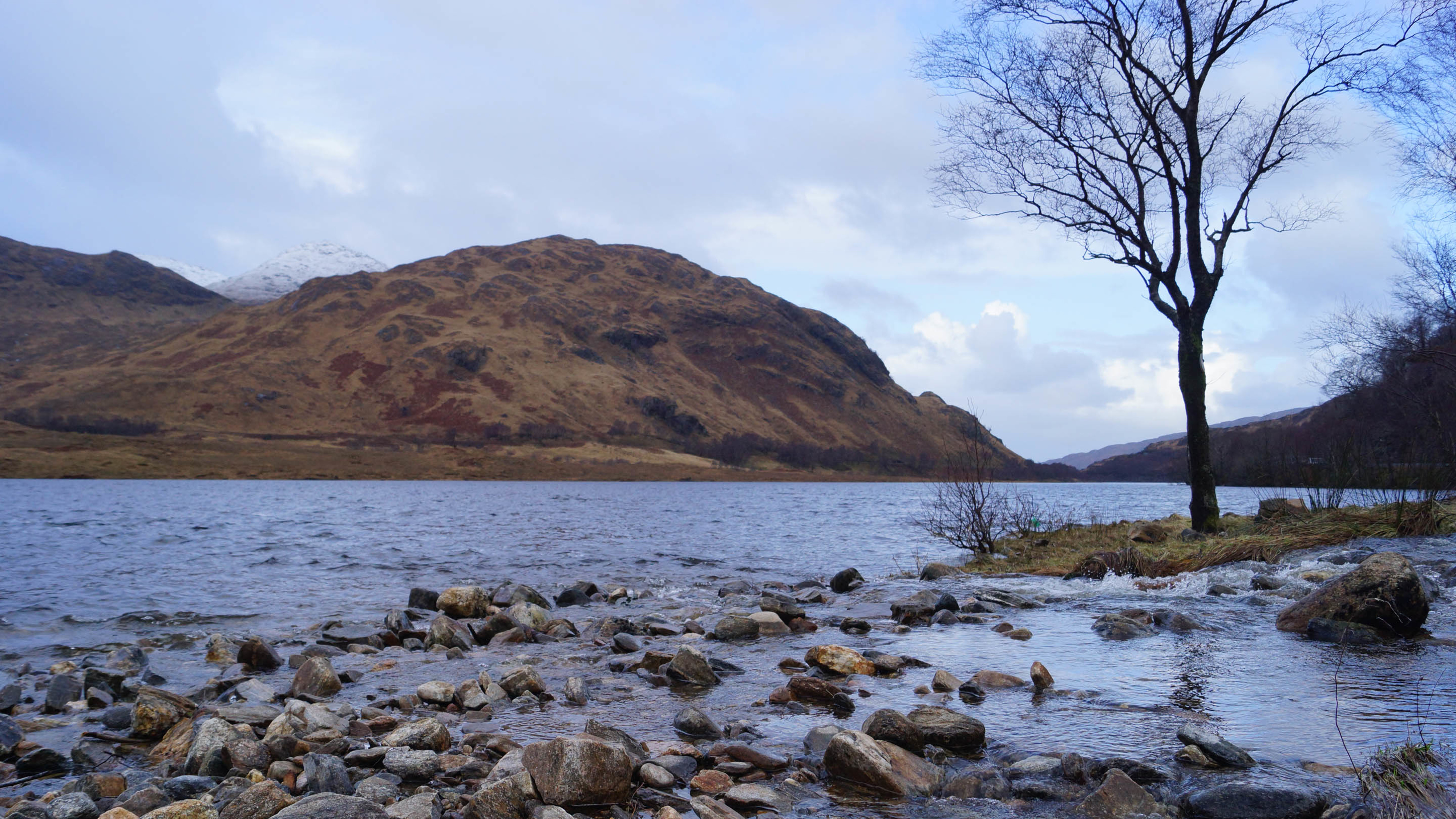 河流 枯树 石头
