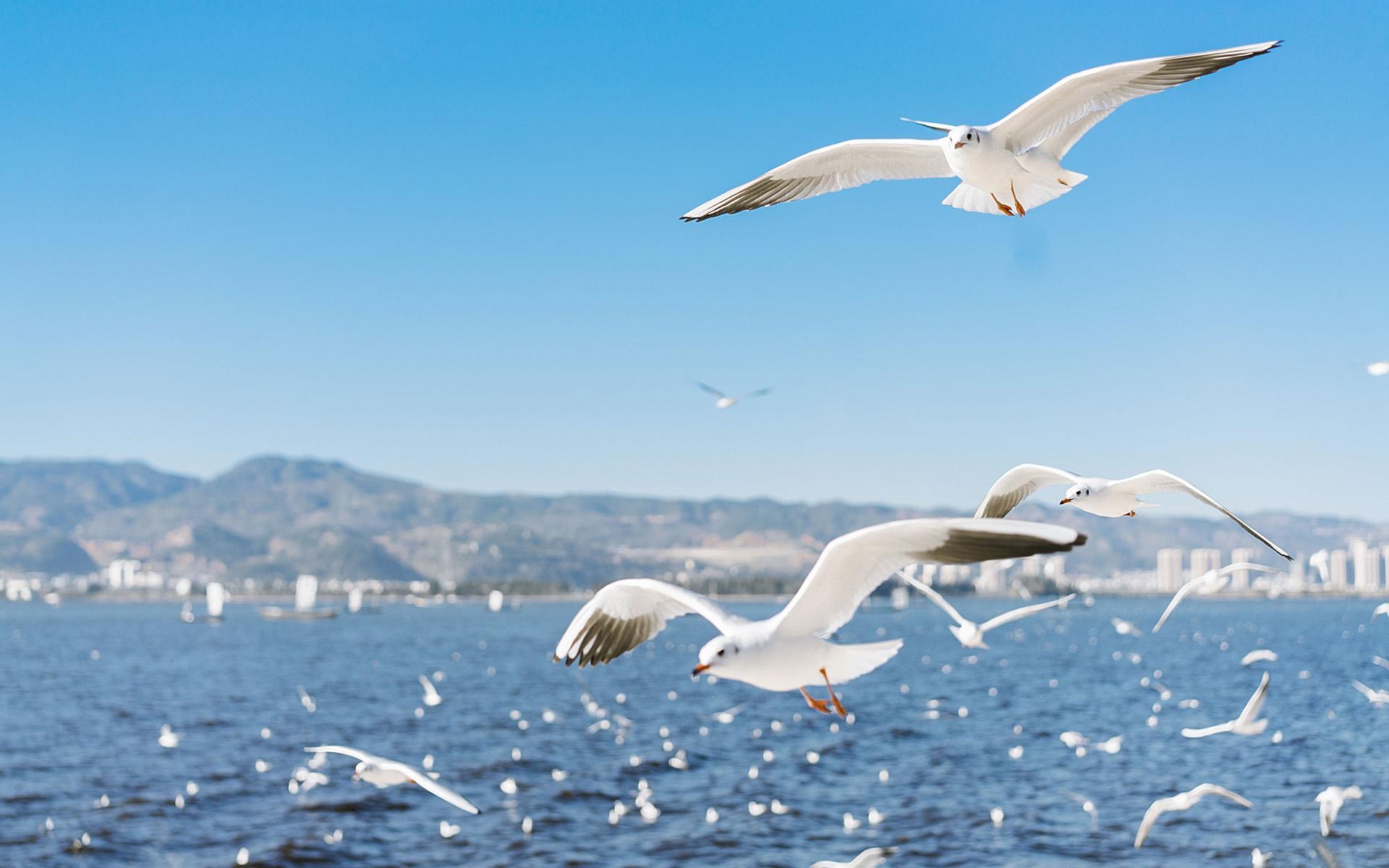海鸥 动物 大海