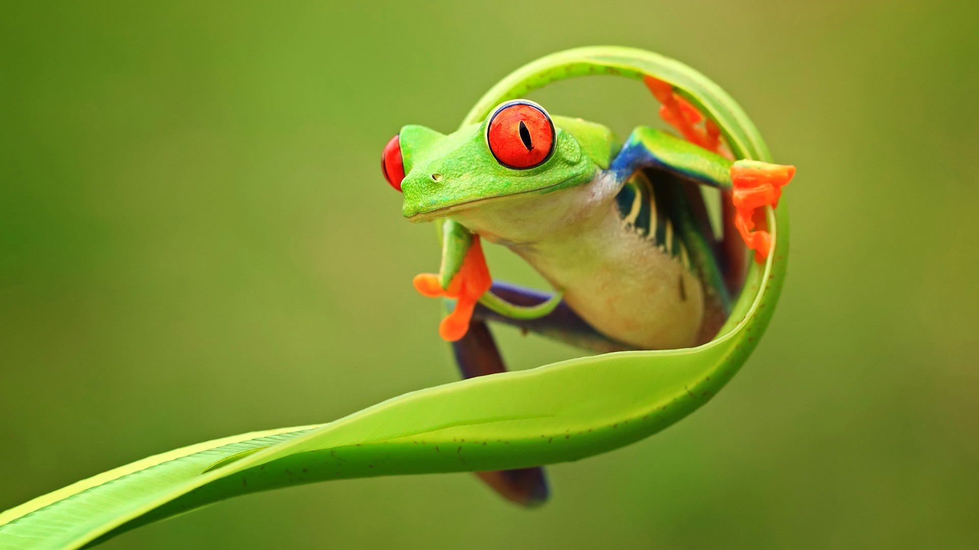 萌宠 青蛙 可爱 宽屏