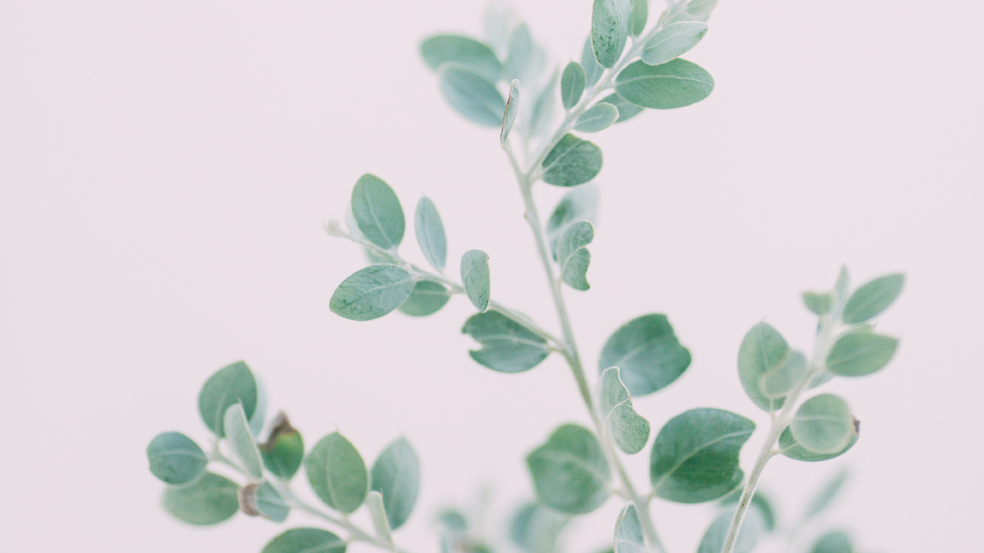 静物写真  绿树 树叶