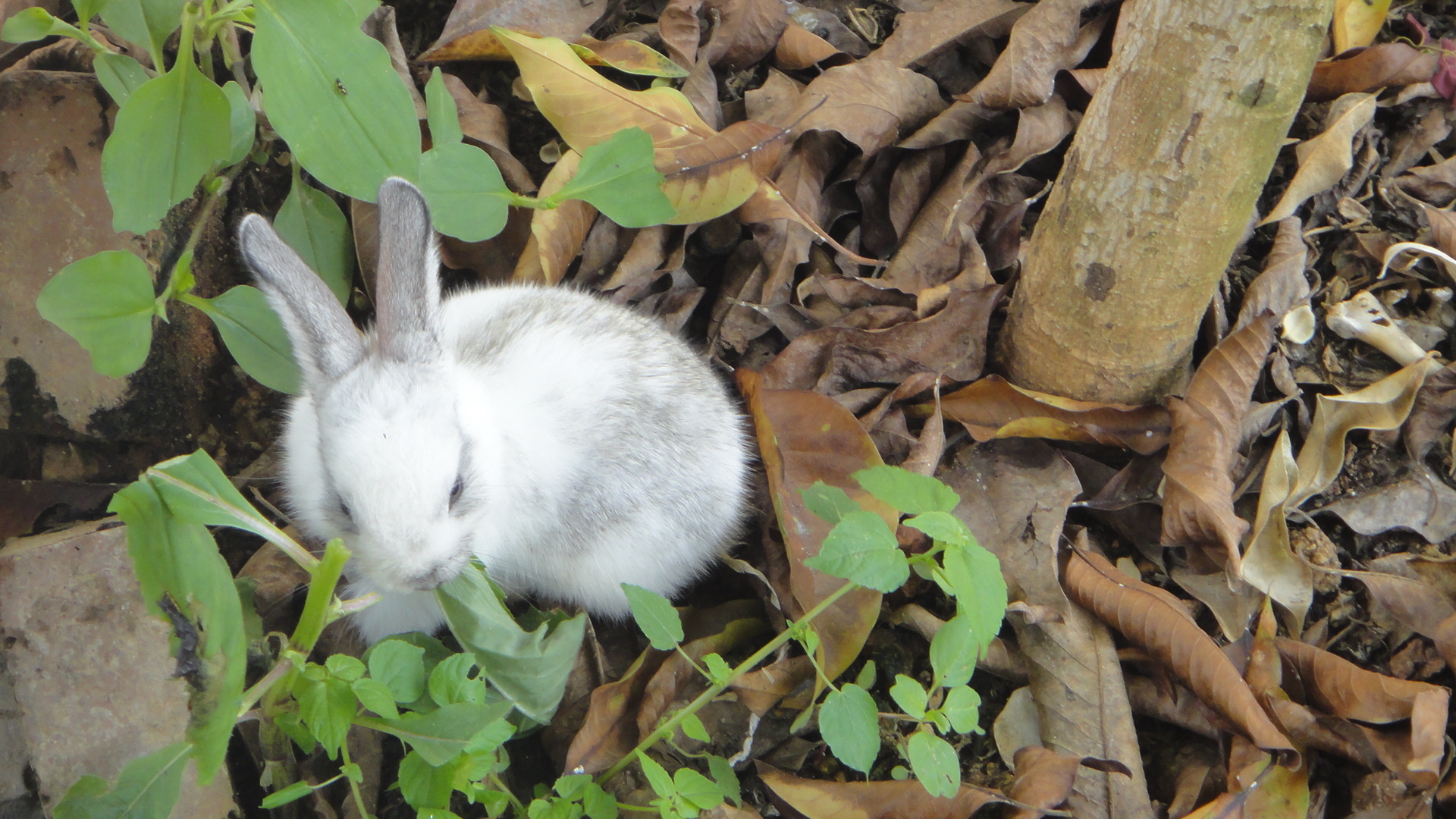 萌宠 兔星人 小白兔 可爱