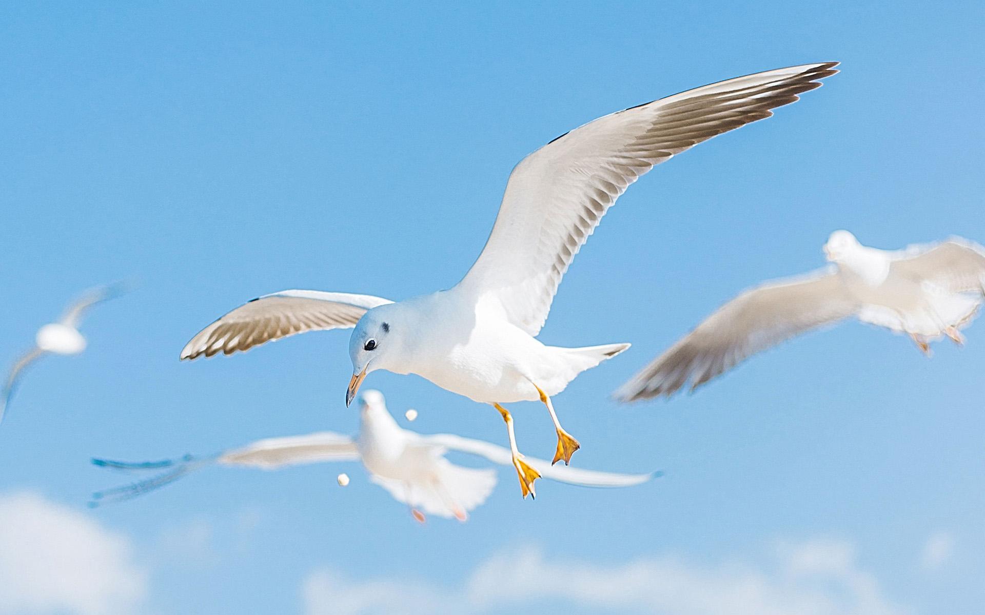 海鸥 蓝天 动物