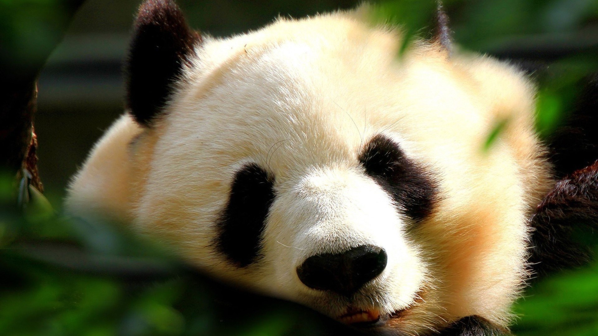 萌宠 动物 国宝 大熊猫