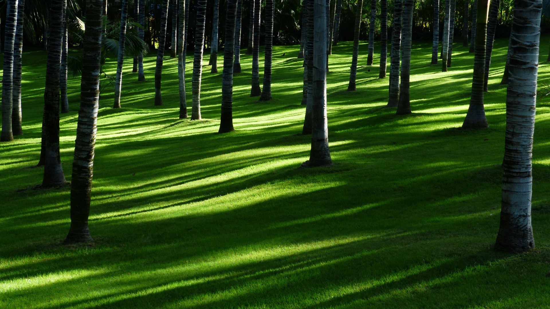 小清新 护眼壁纸 树林 草地