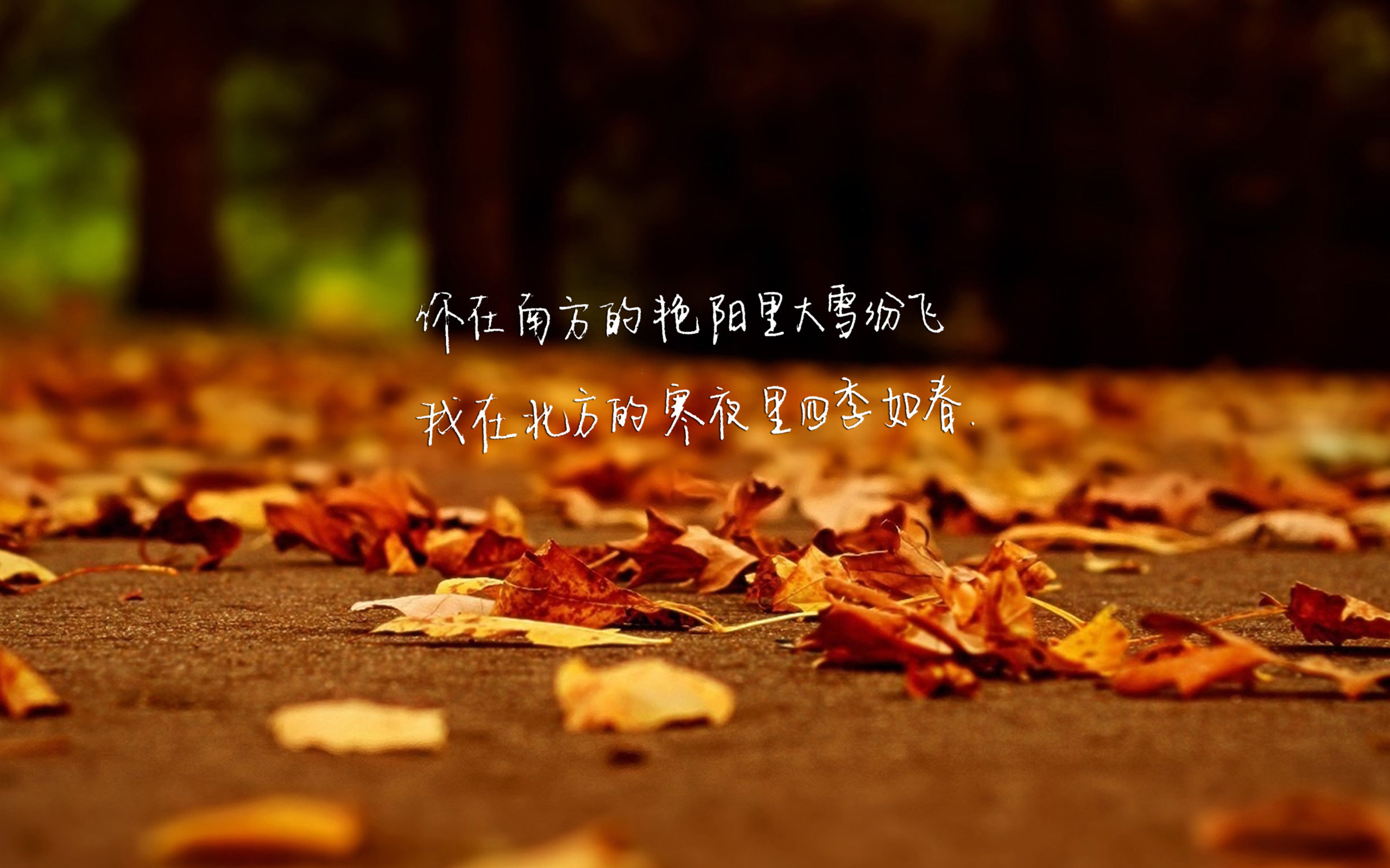 文字 歌词 南山南