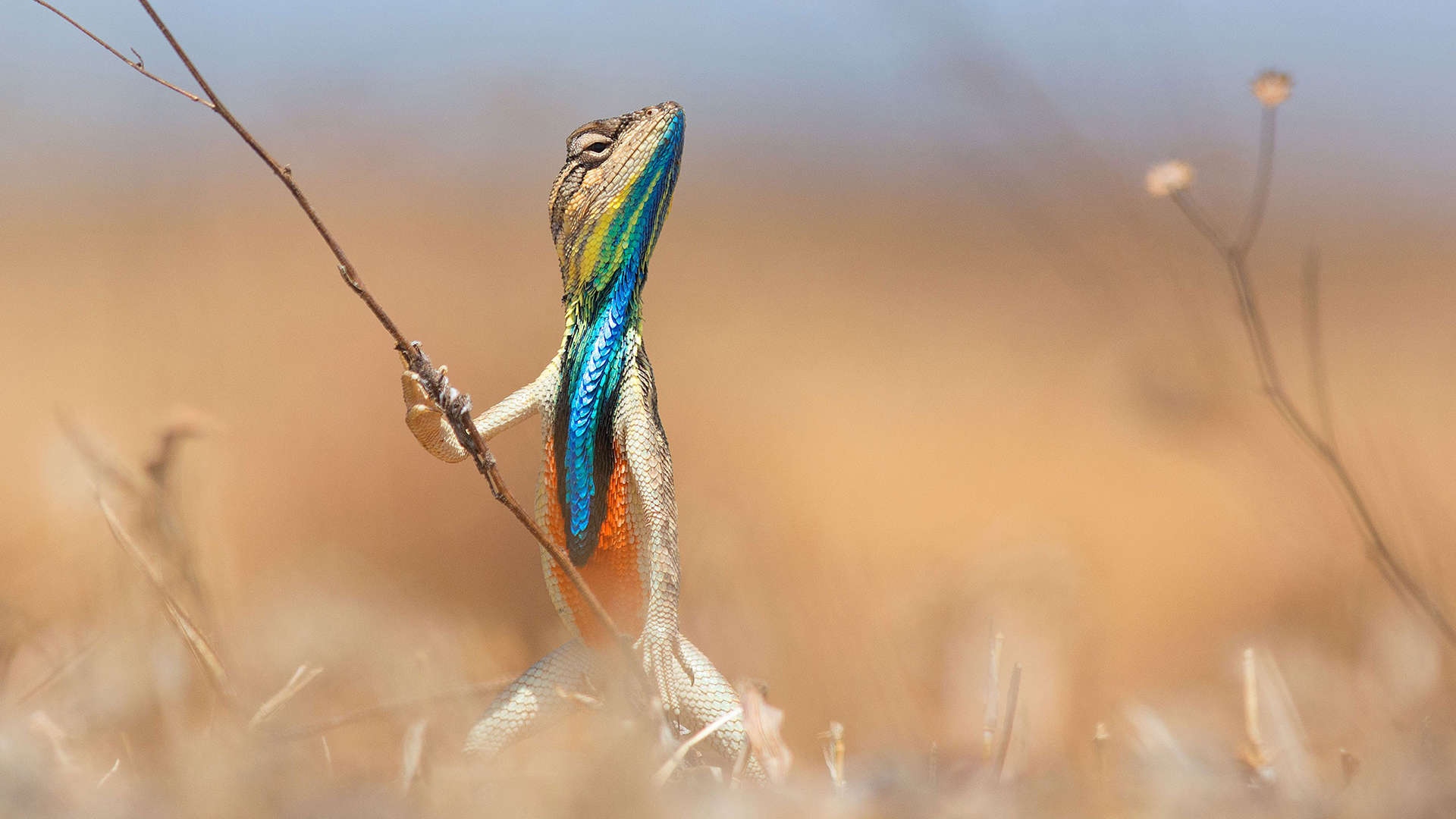 动物 蜥蜴 变色龙