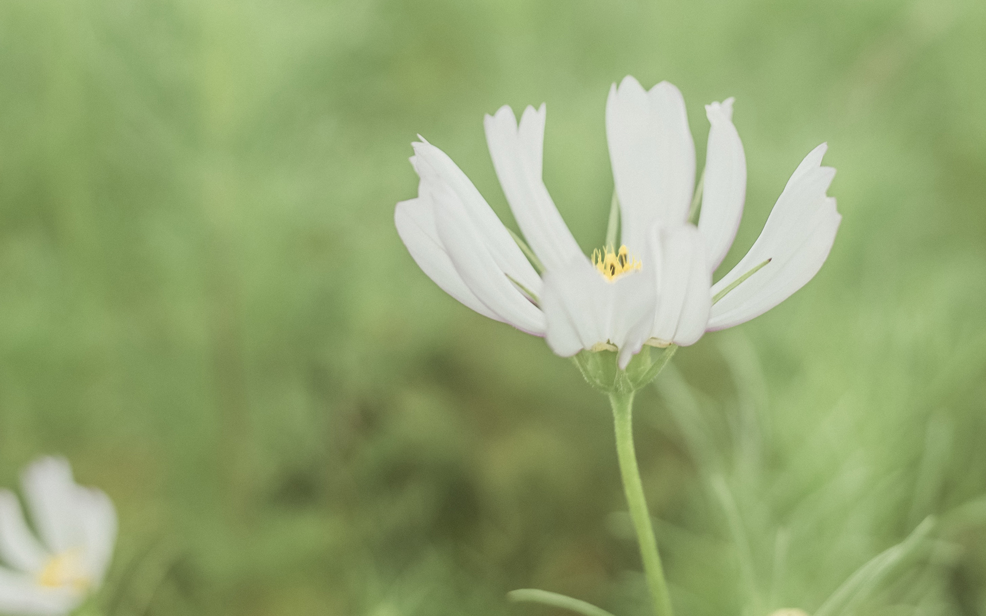 护眼壁纸  植物  绿色树叶