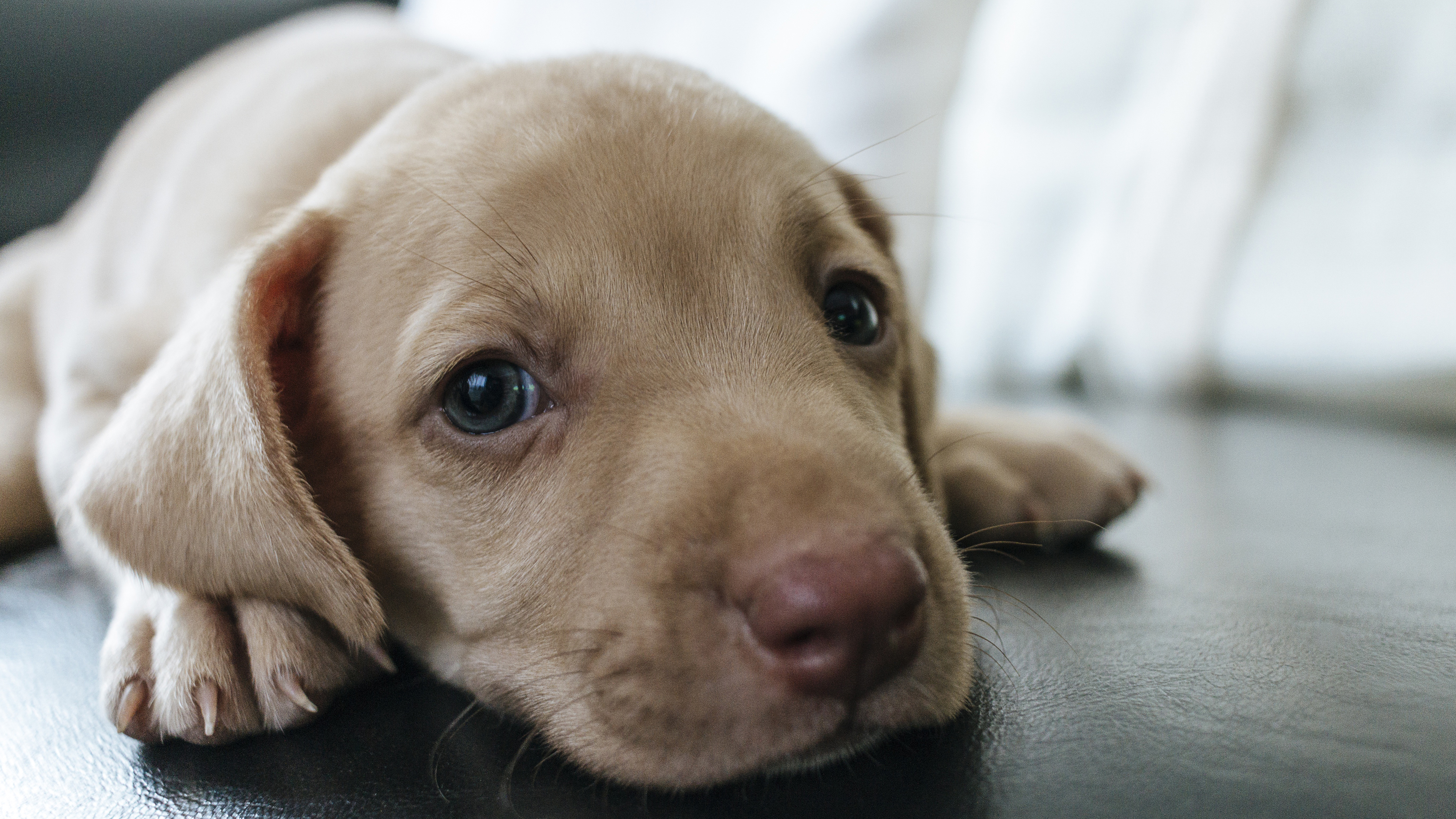 汪星人 小狗 懒狗