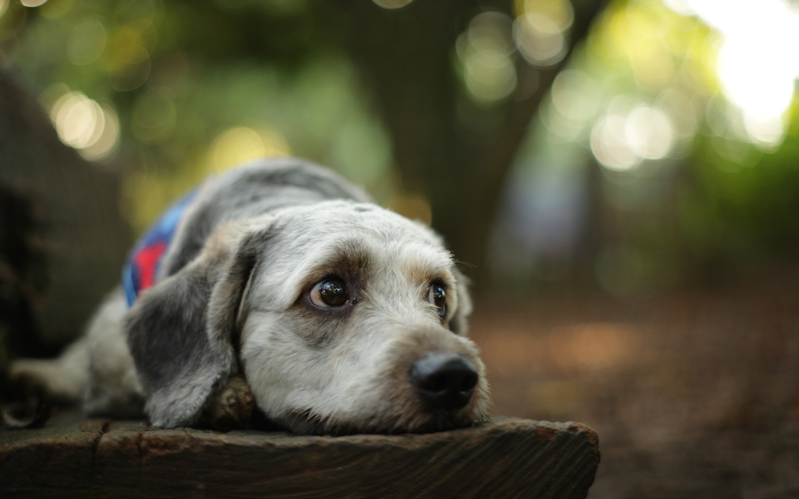 萌宠 动物 狗 汪星人