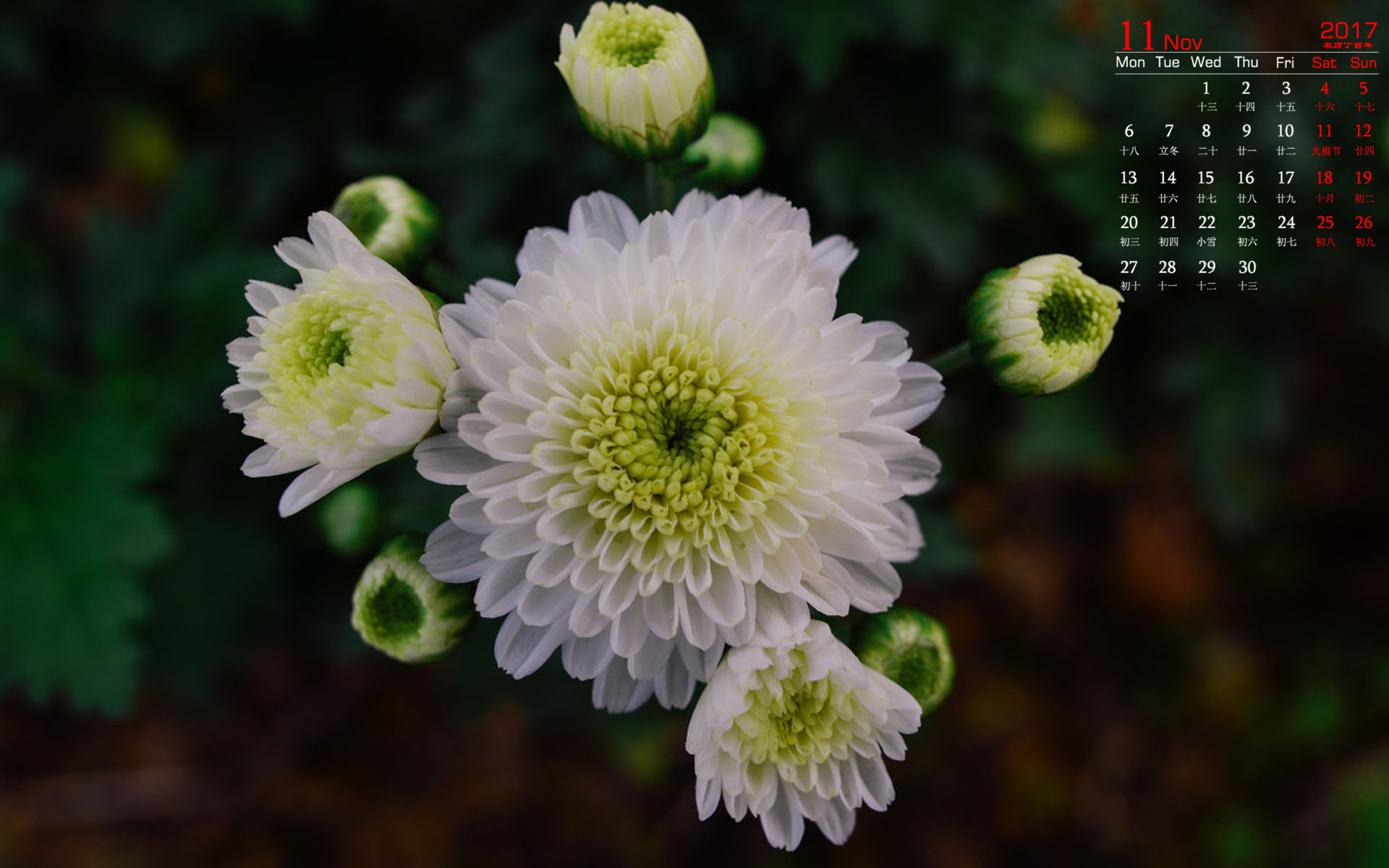 月历 2017年11月