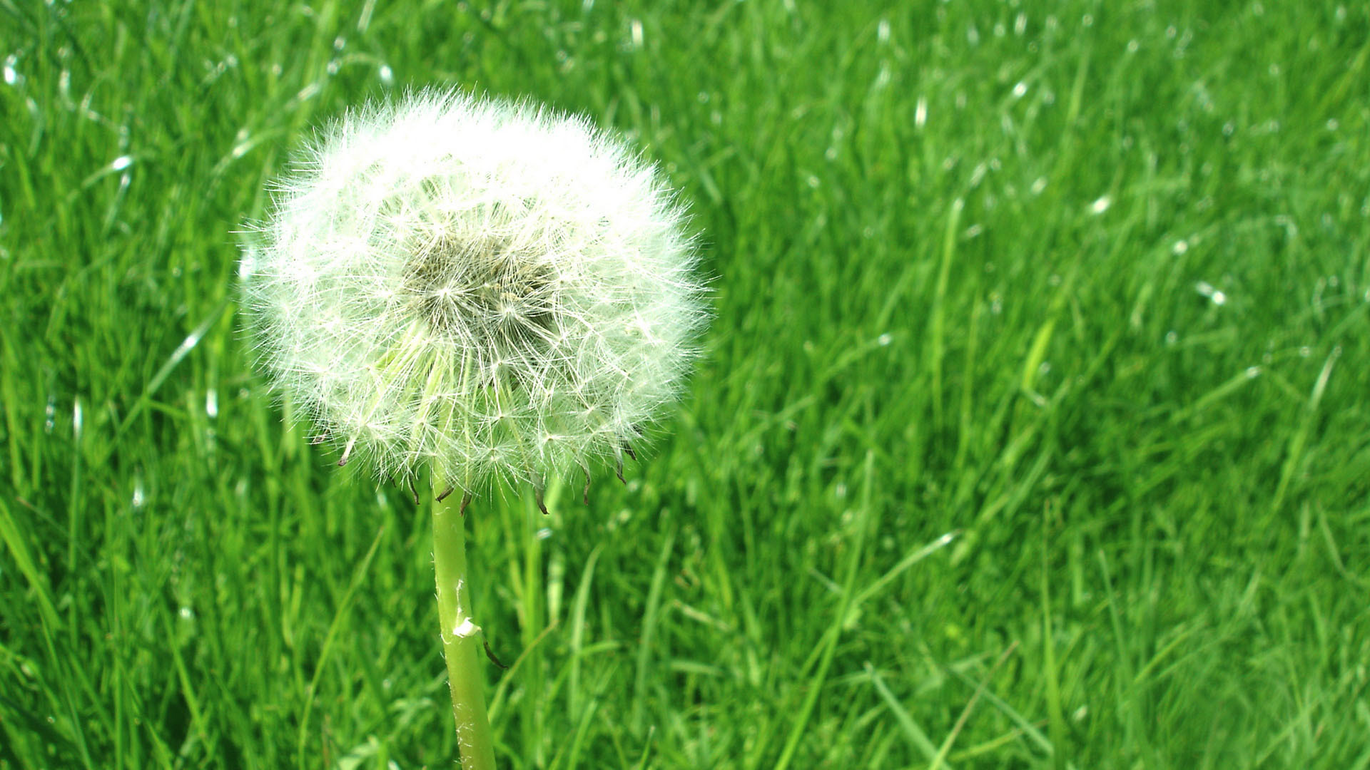 小清新 护眼 绿色 蒲公英