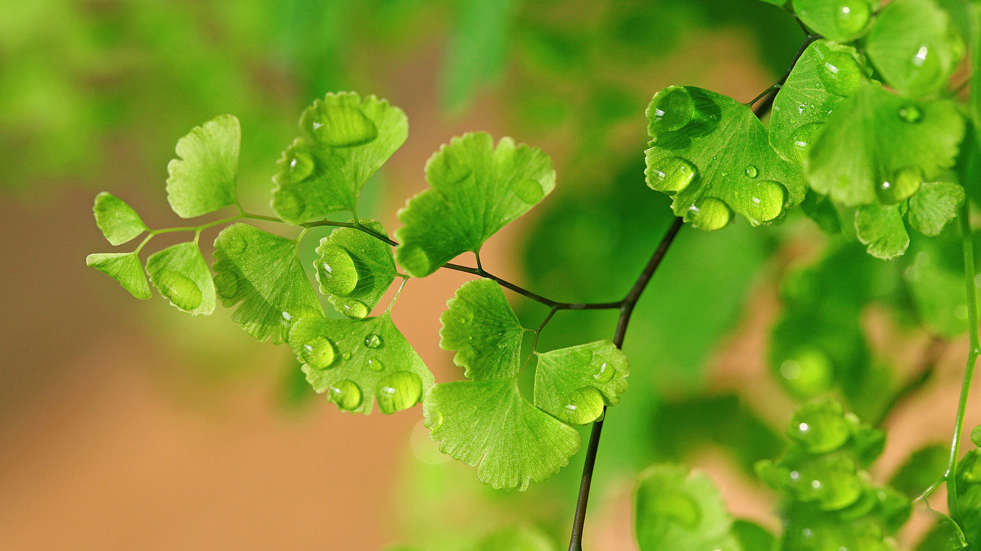 小清新 清新淡雅 露珠
