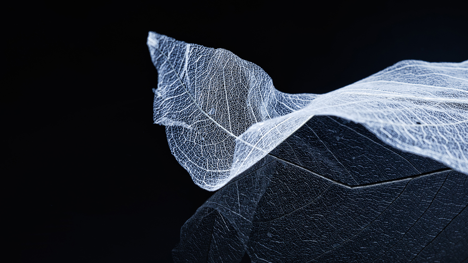 炫酷时尚 创意 简约 树叶 纹理