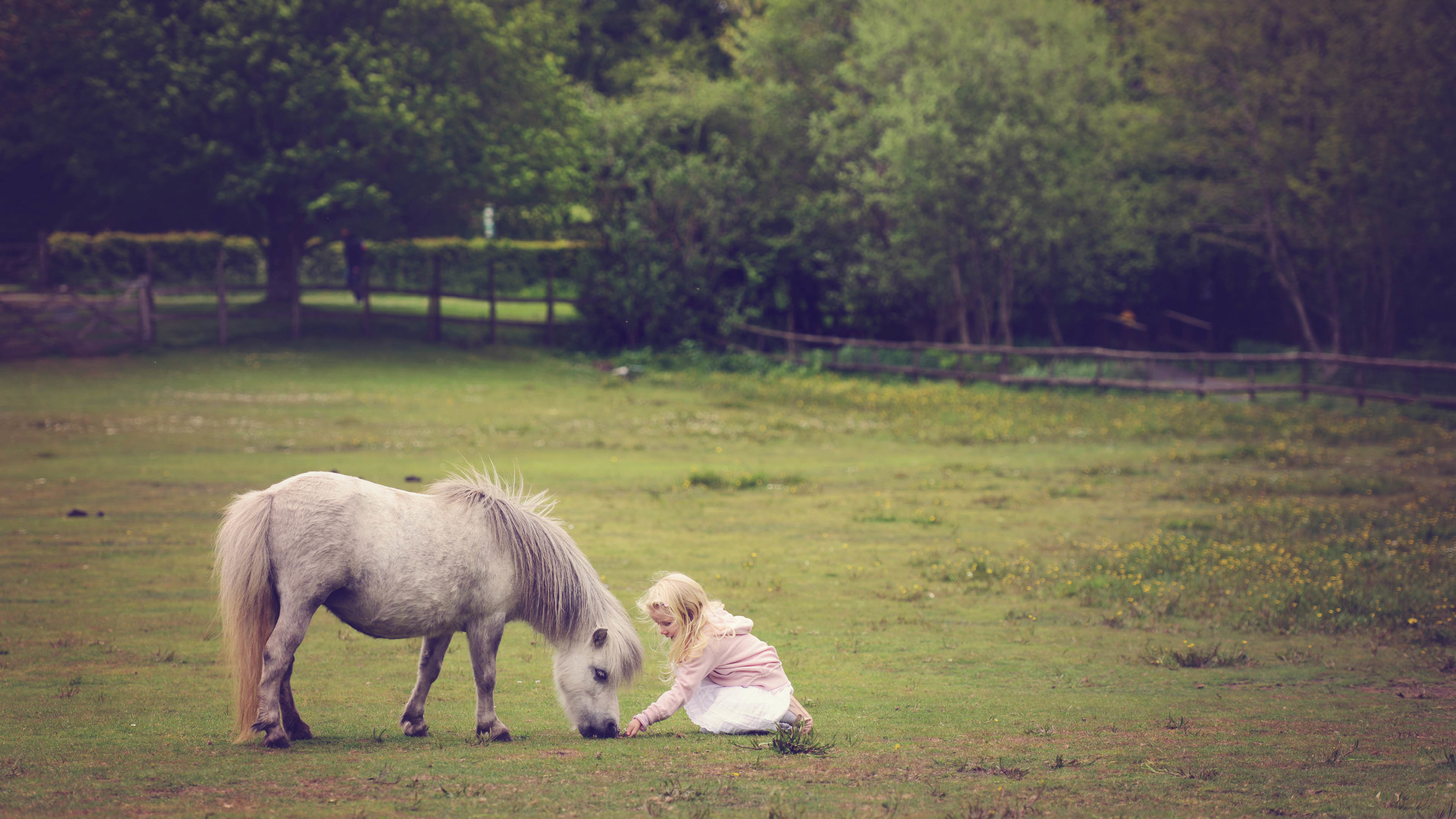 野生动物 马 小女孩