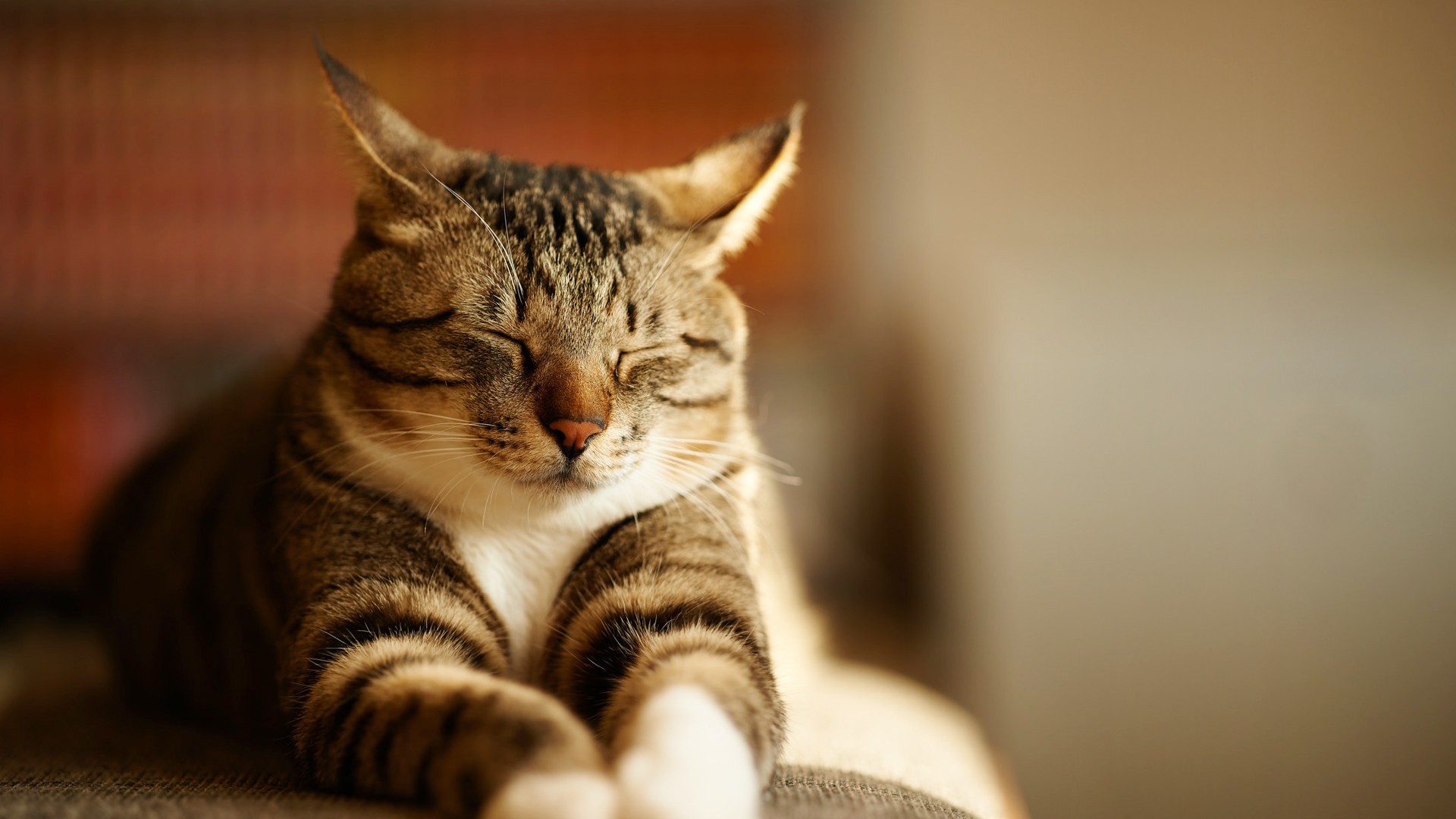 萌宠 动物 猫 喵星人