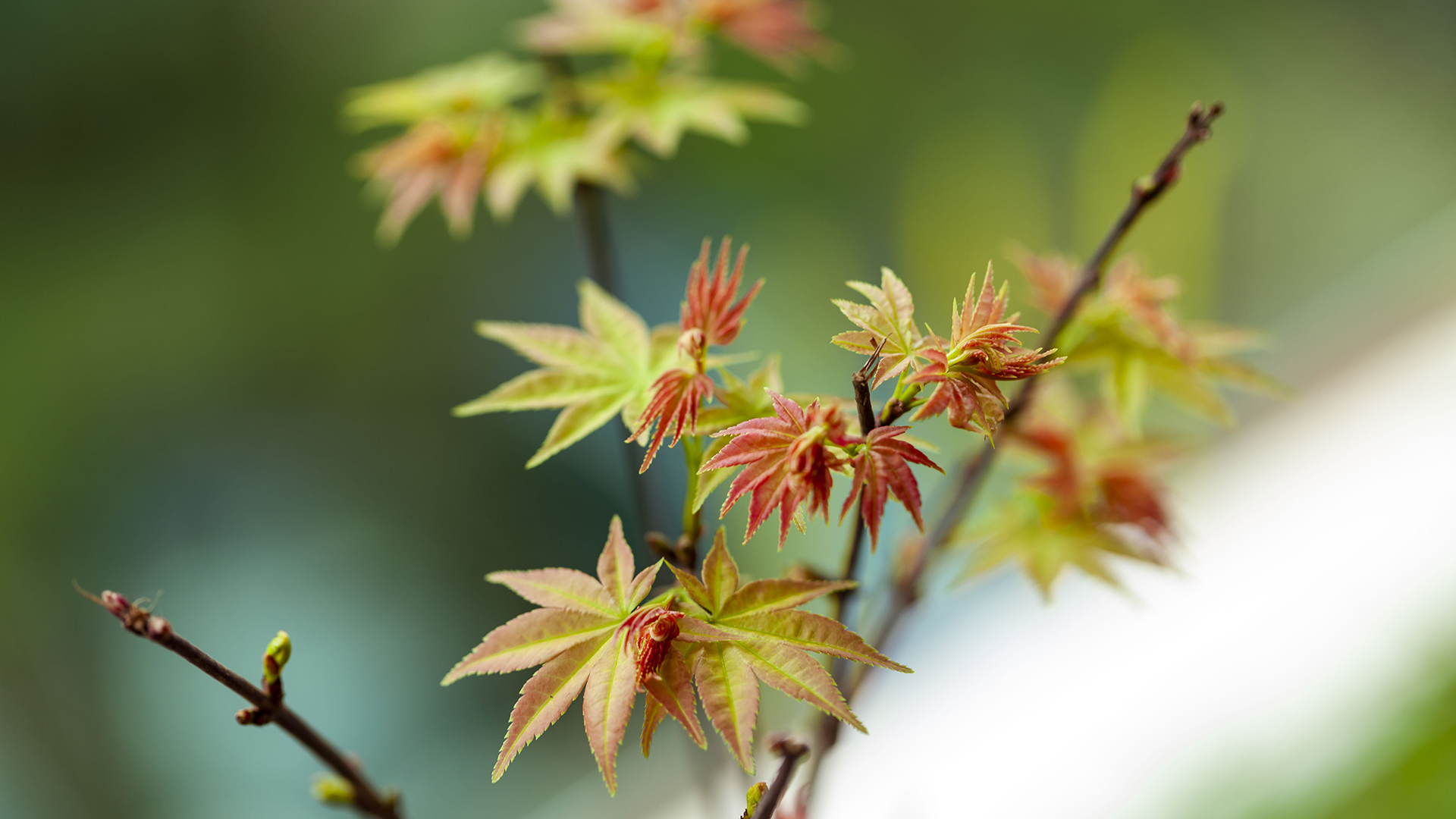护眼壁纸 枫树叶