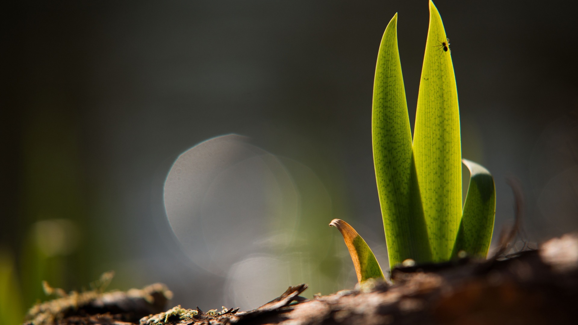小清新 静物写真 植物