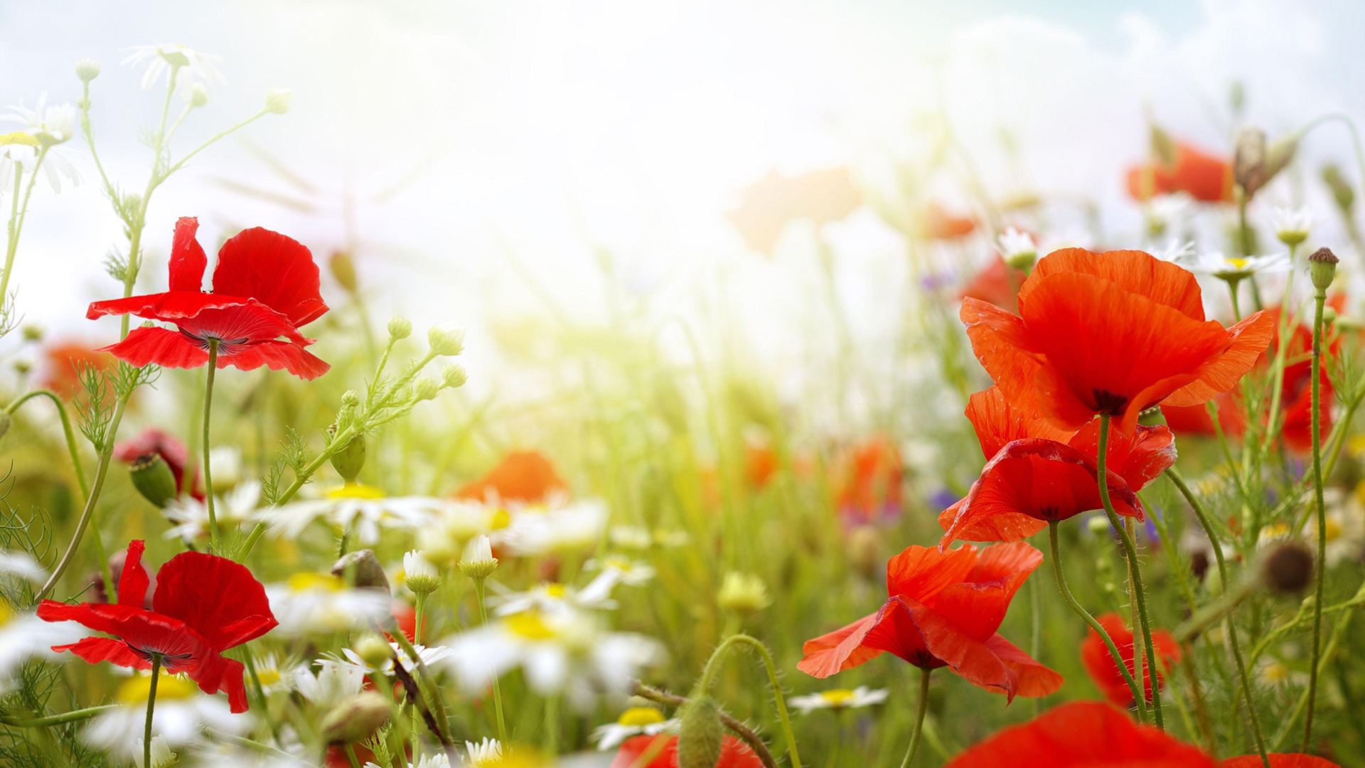 小清新 鲜花 植物 鸟语花香
