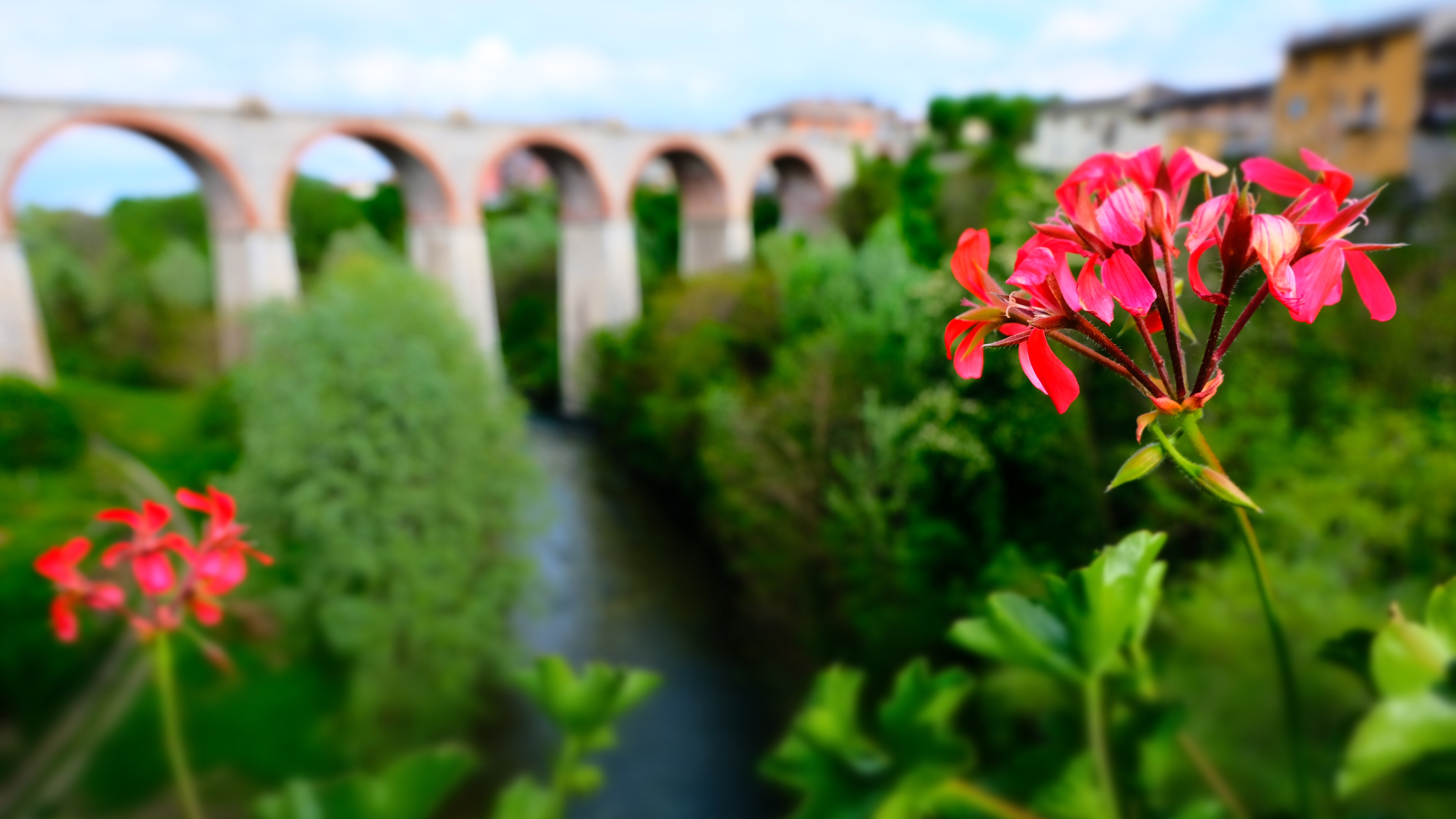 娇艳欲滴 红花 景深