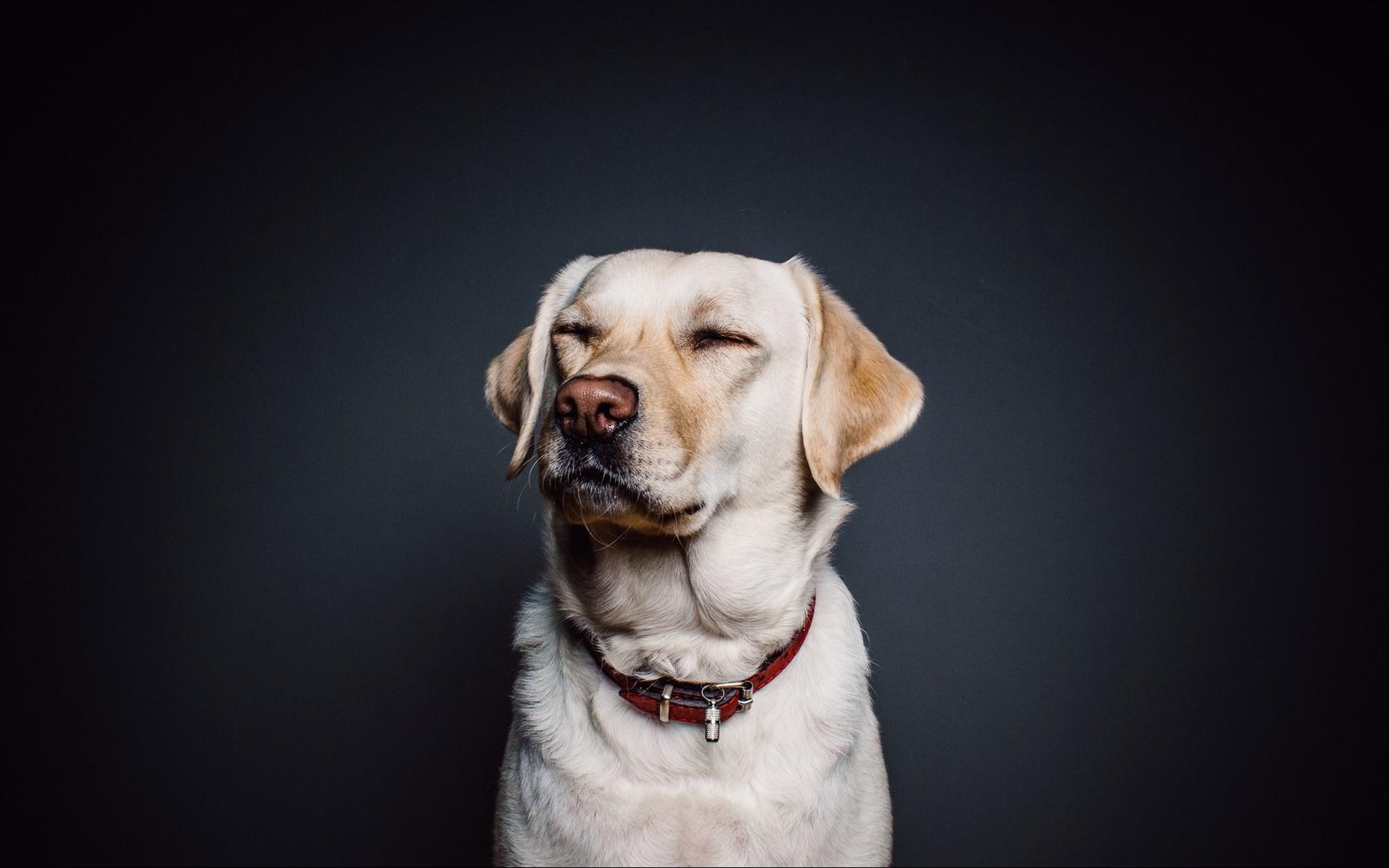 汪星人 萌宠 狗