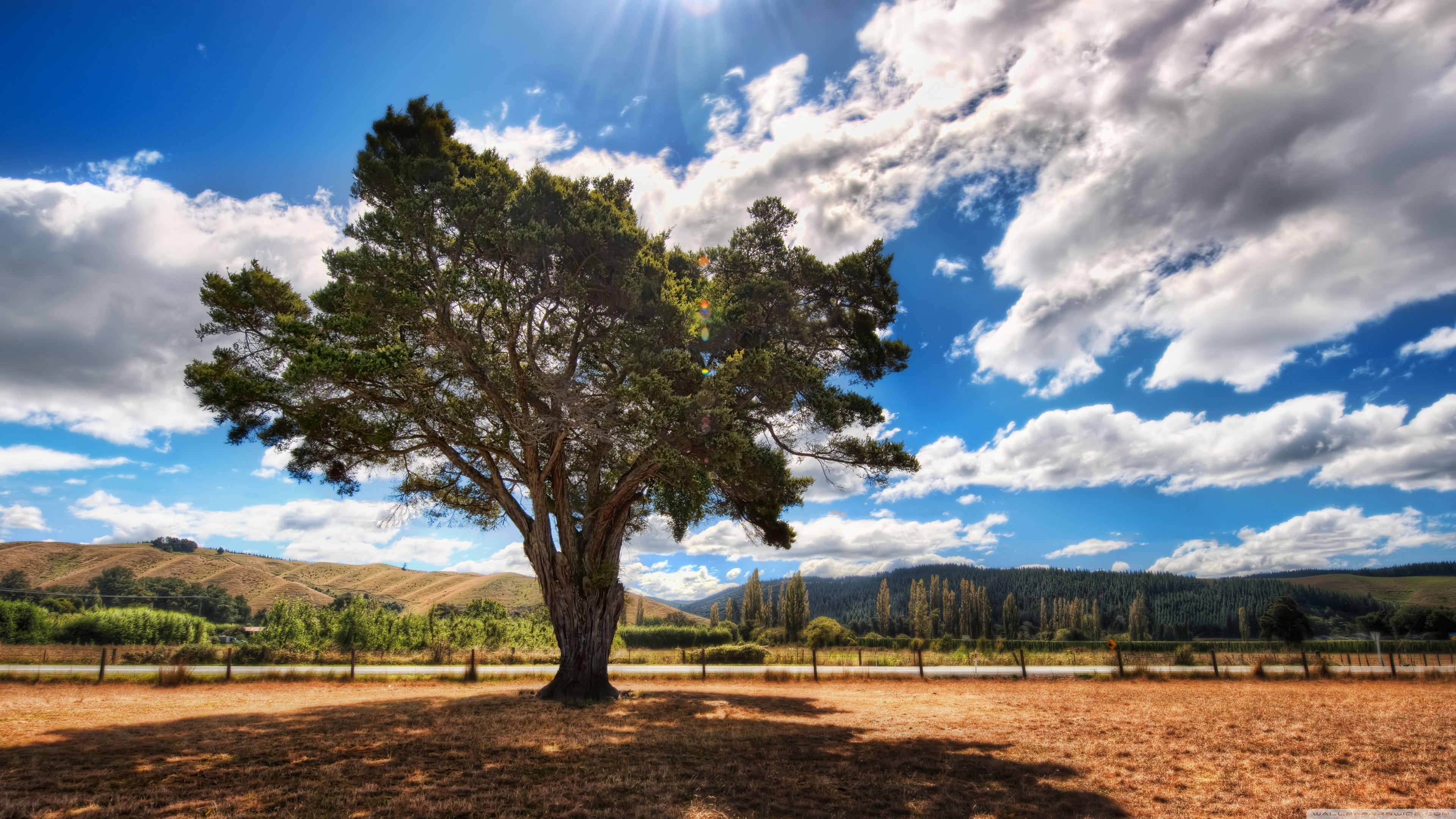 大树 晴天 白云
