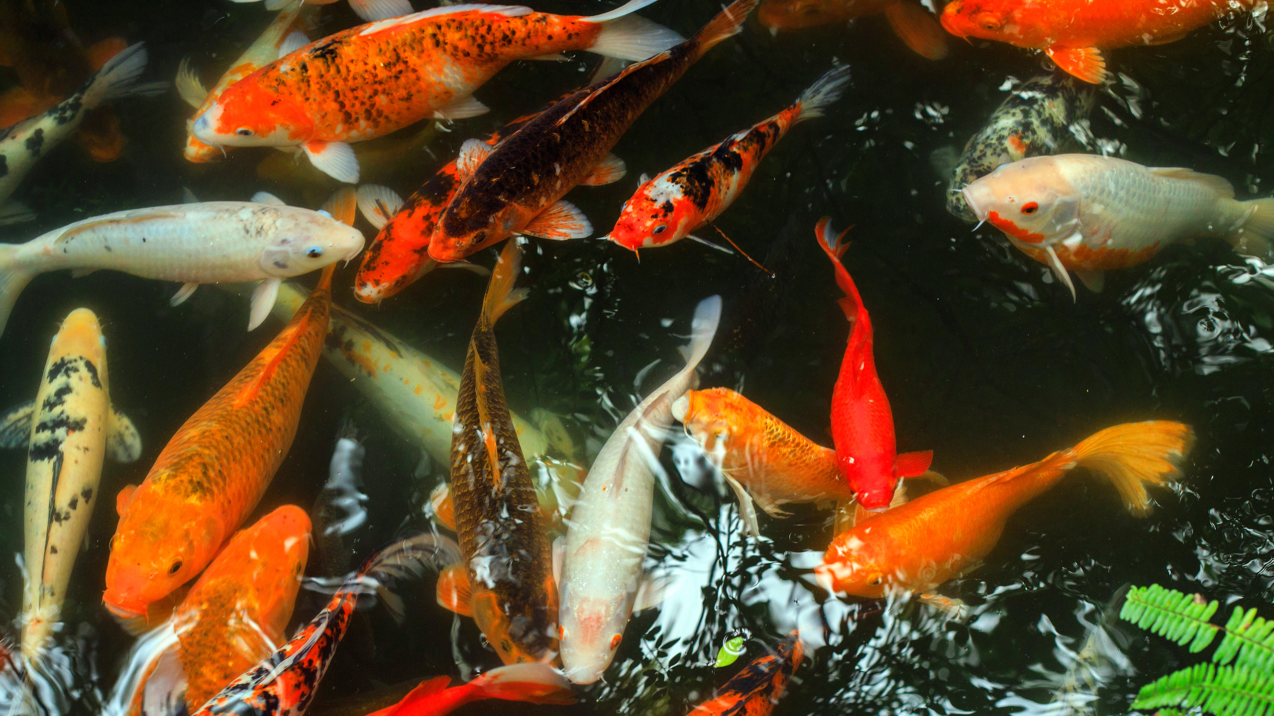 海底世界 锦鲤 池塘 好运气