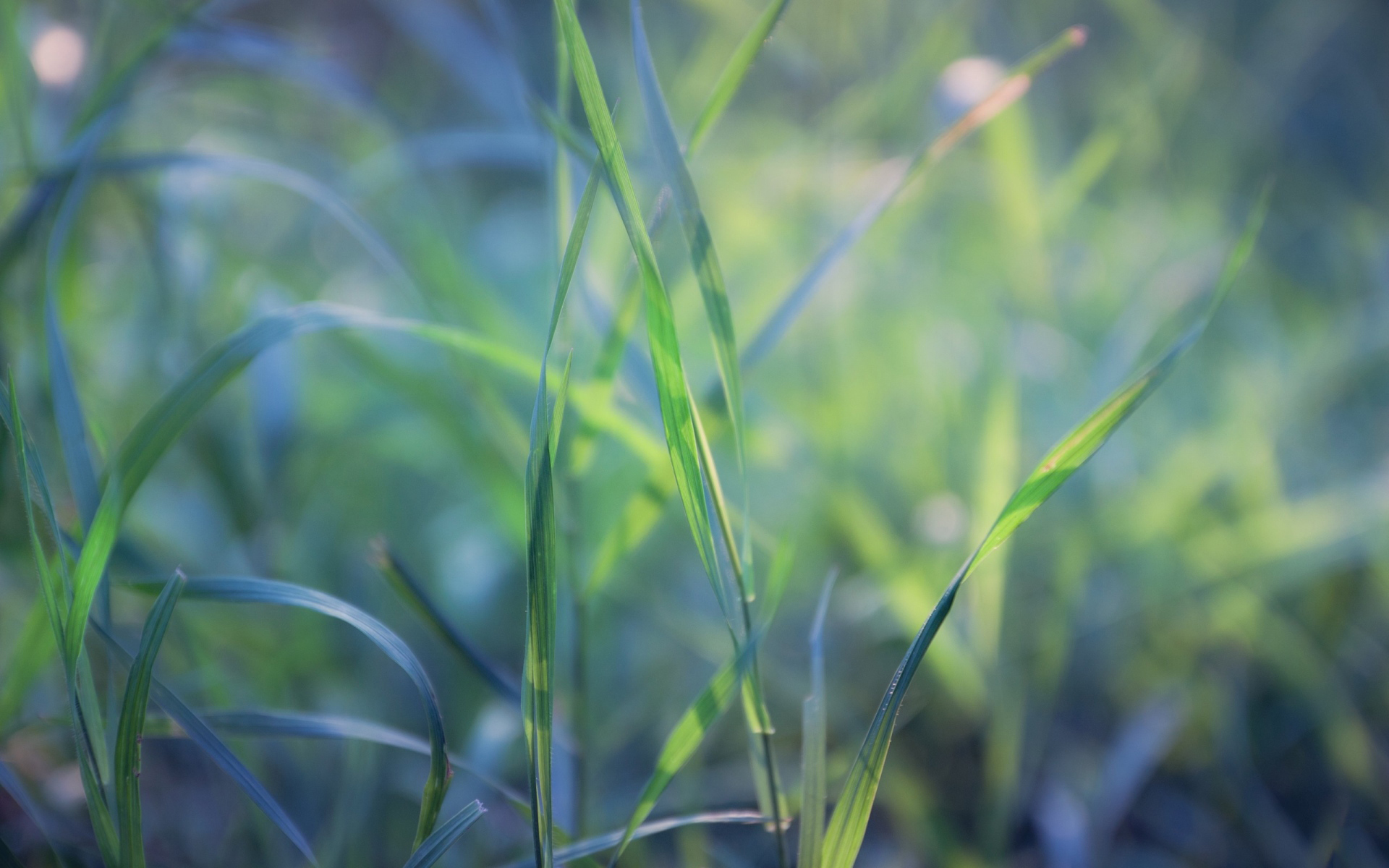 小清新 植物 草地