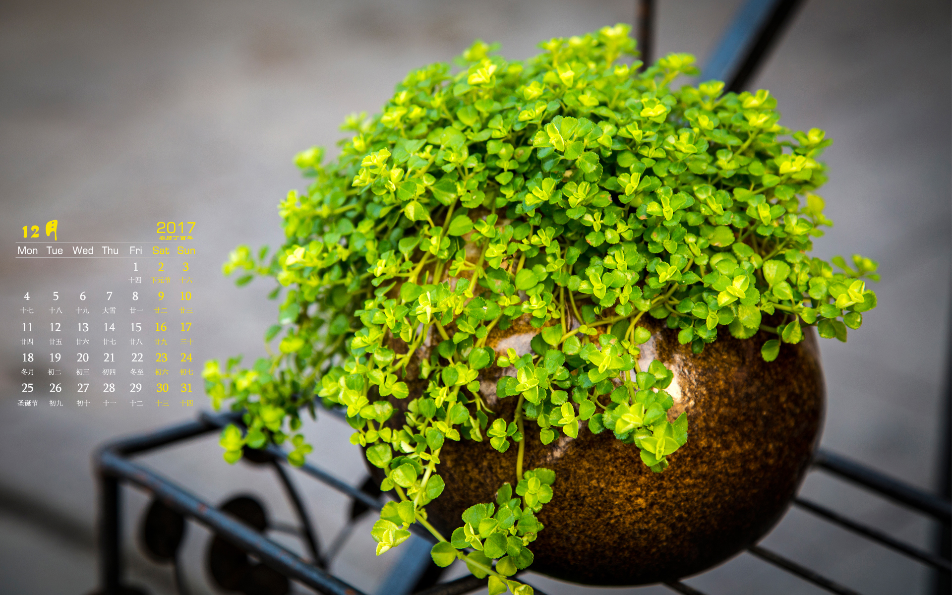 月历 苔藓 植物