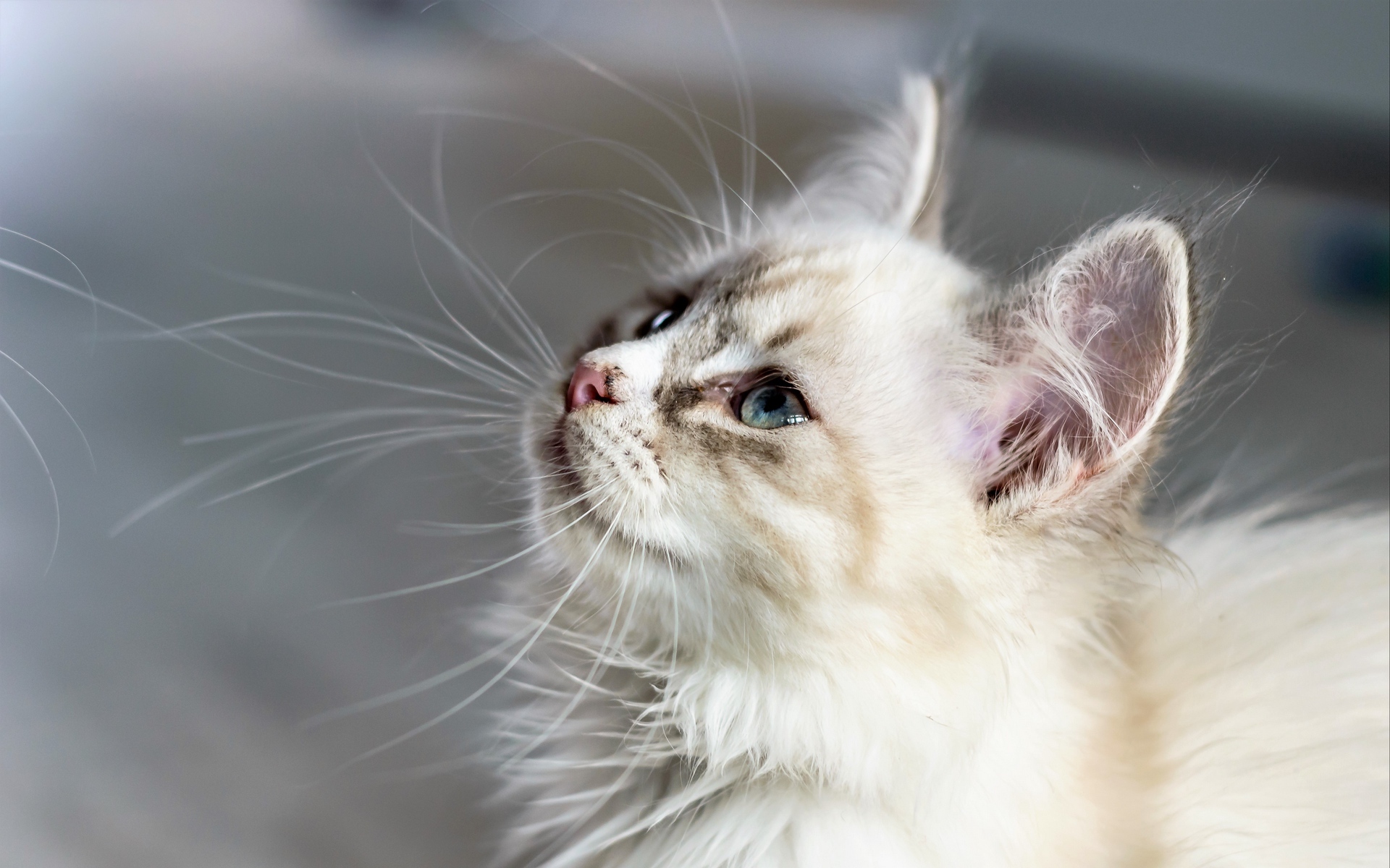 喵星人  萌宠小喵咪  呆萌