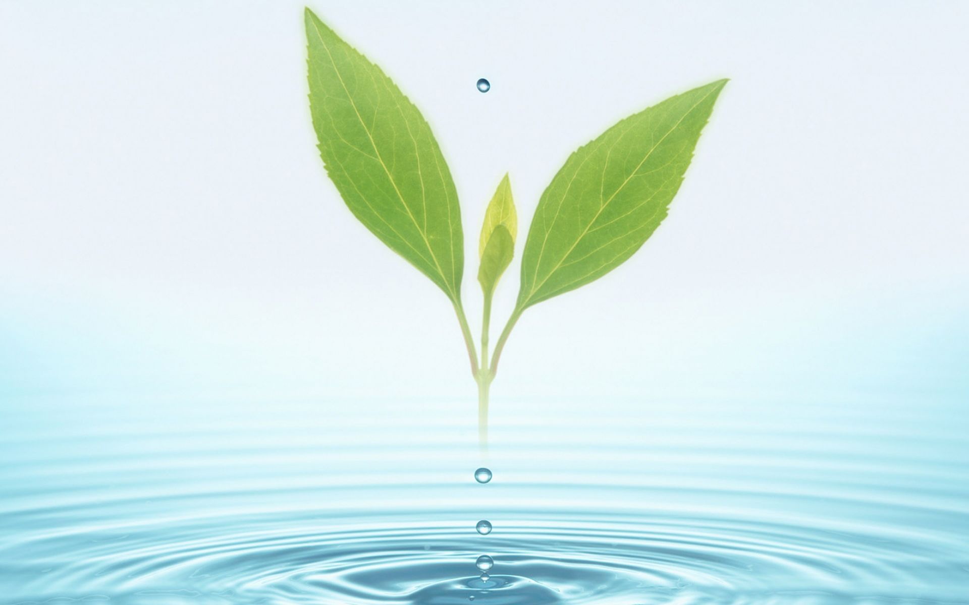 小清新 舒缓压力 树叶