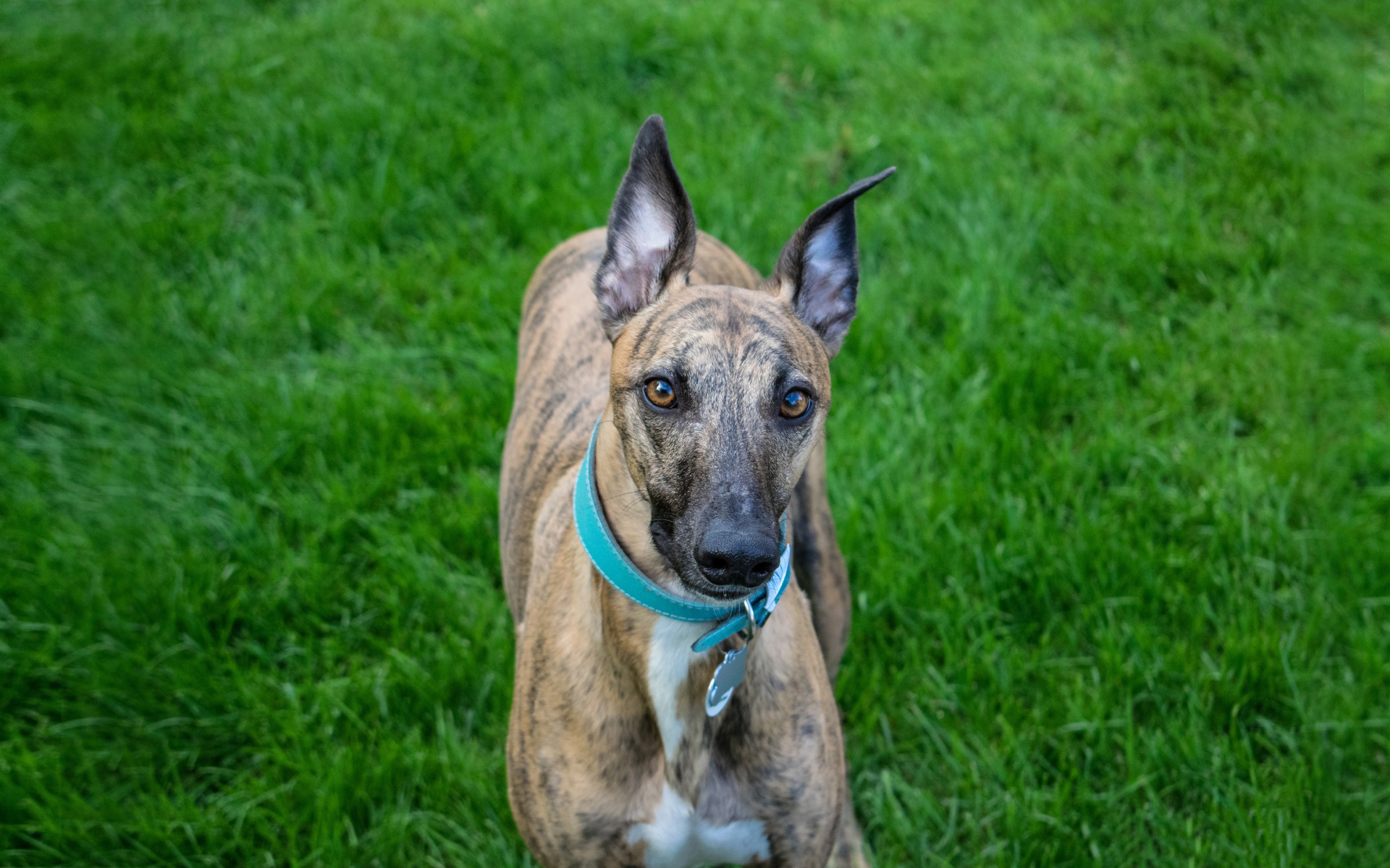 萌宠 动物 汪星人 狗 马犬