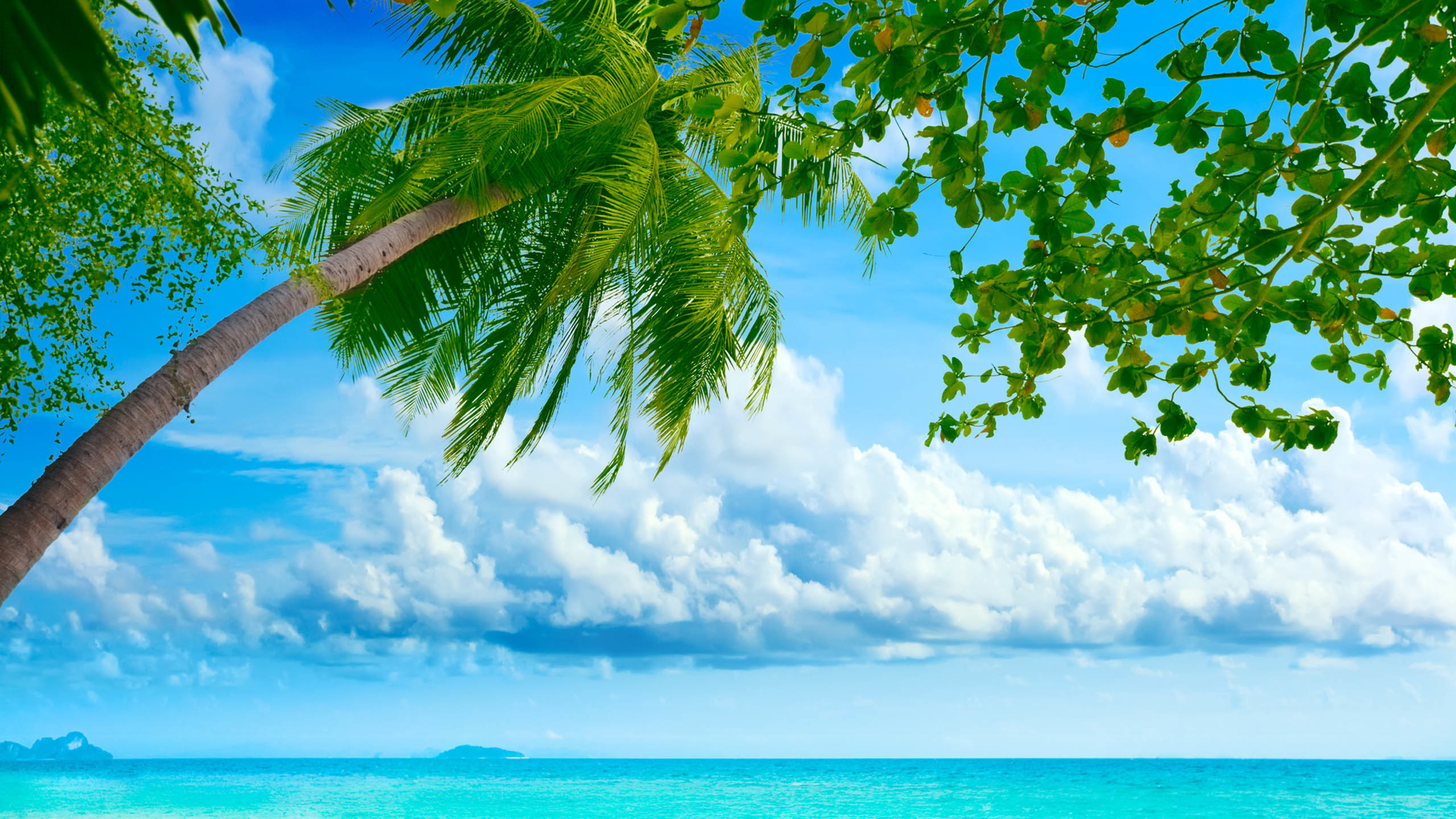 大海 白云 椰子树 夏天