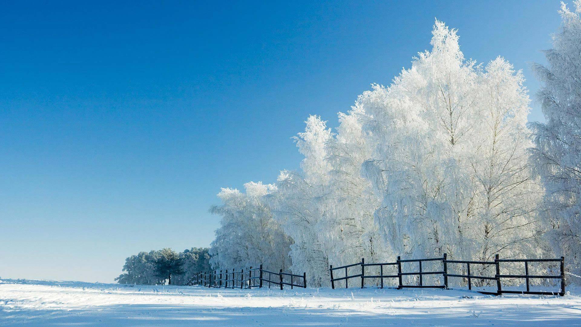 风景 冰天雪地 雾凇