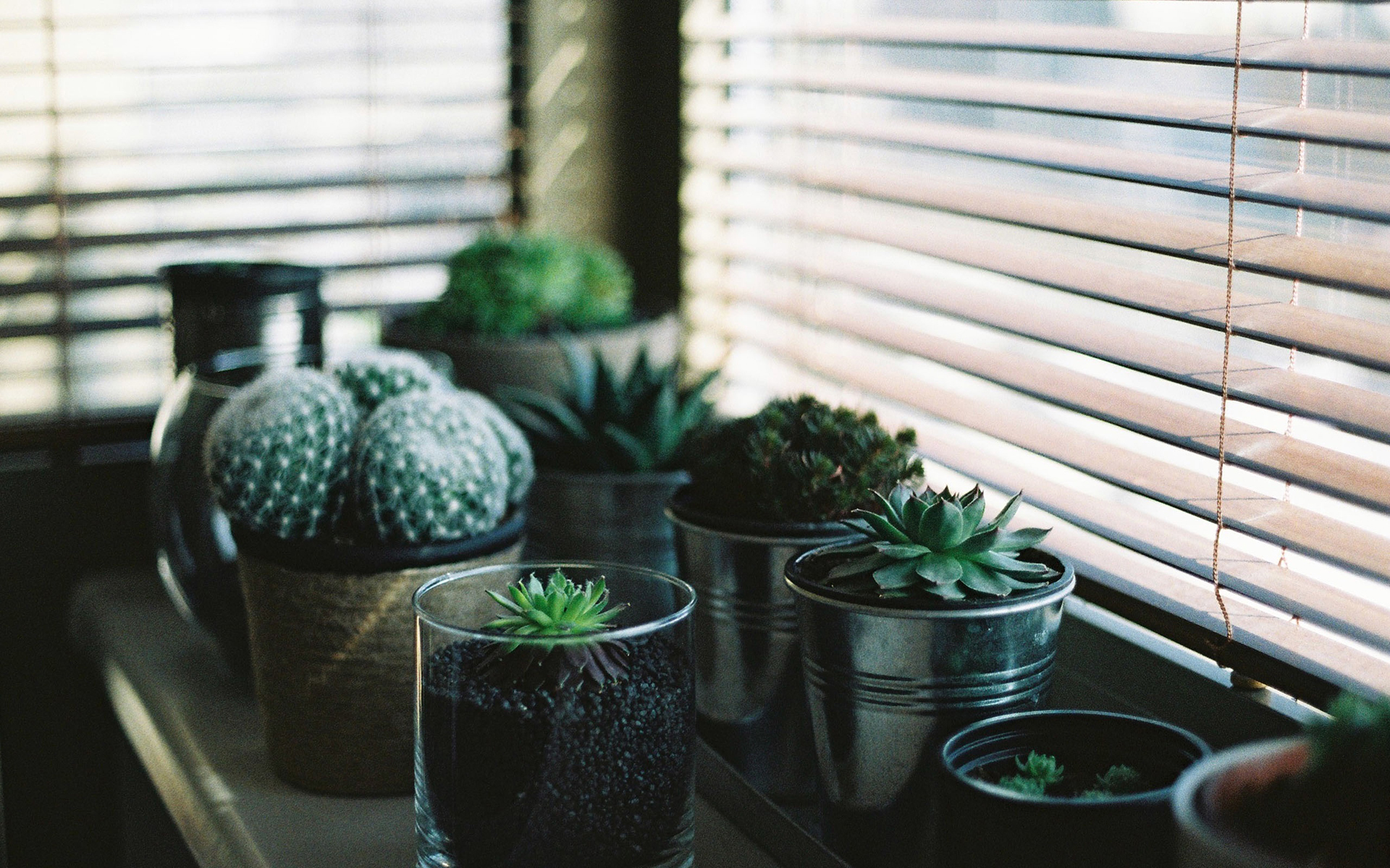 静物写真  仙人掌 桌面 简洁