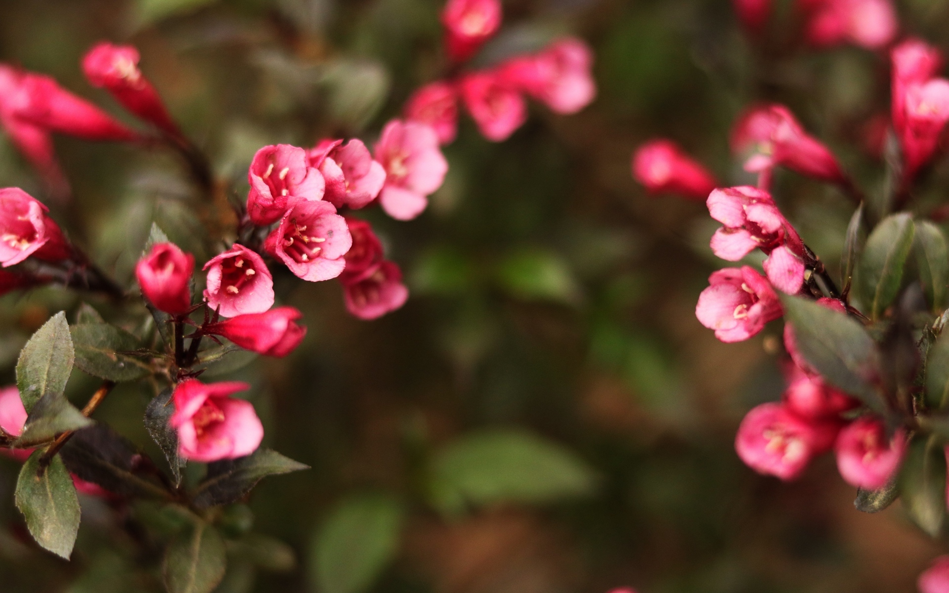 护眼壁纸  清新 唯美  花卉